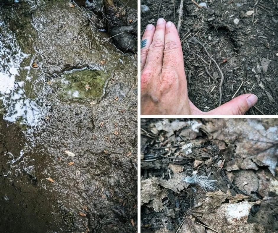 forêt nuit feu survie coyotes saguenay québec
