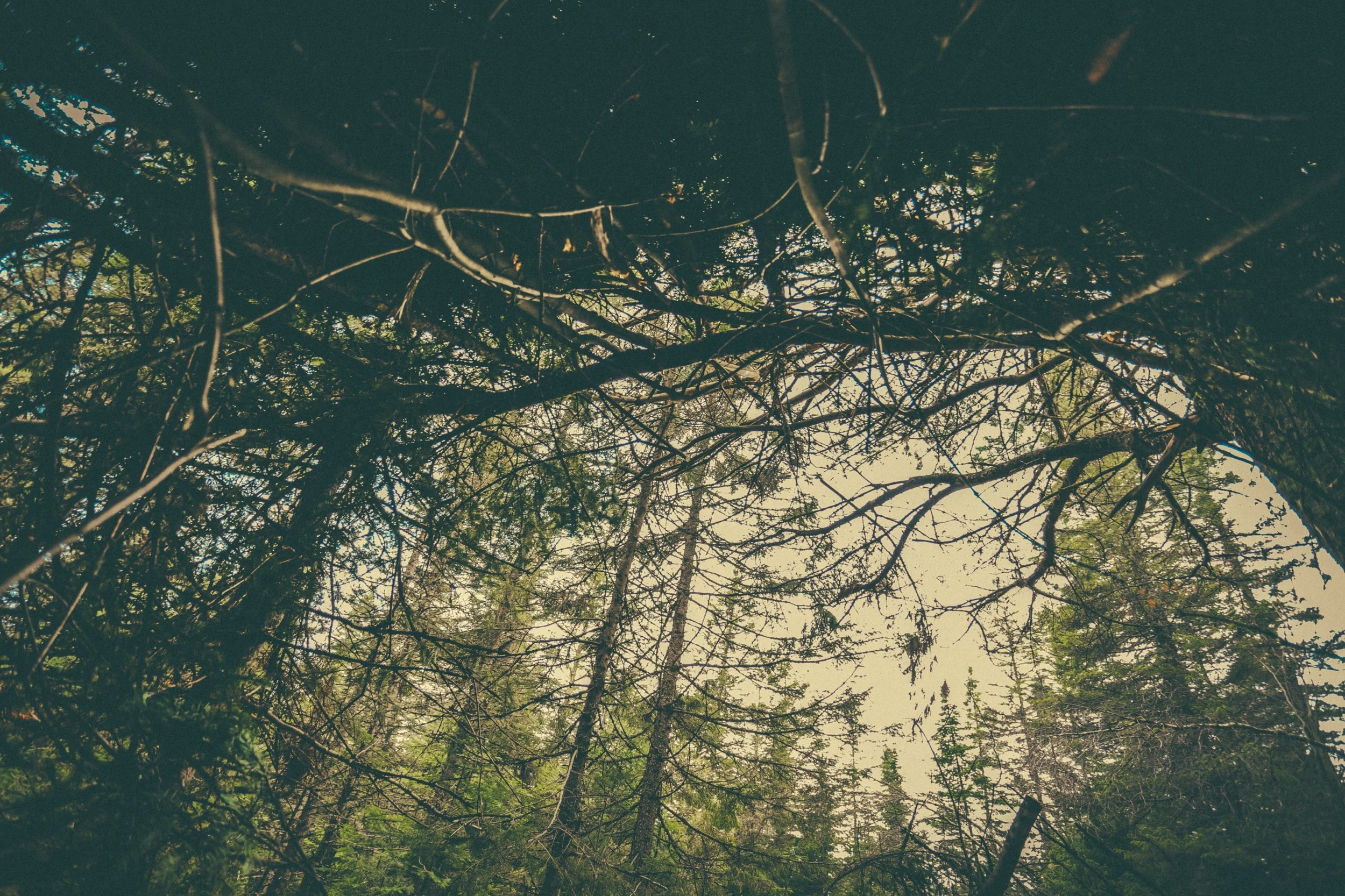 eau potable rivière forêt survie québec