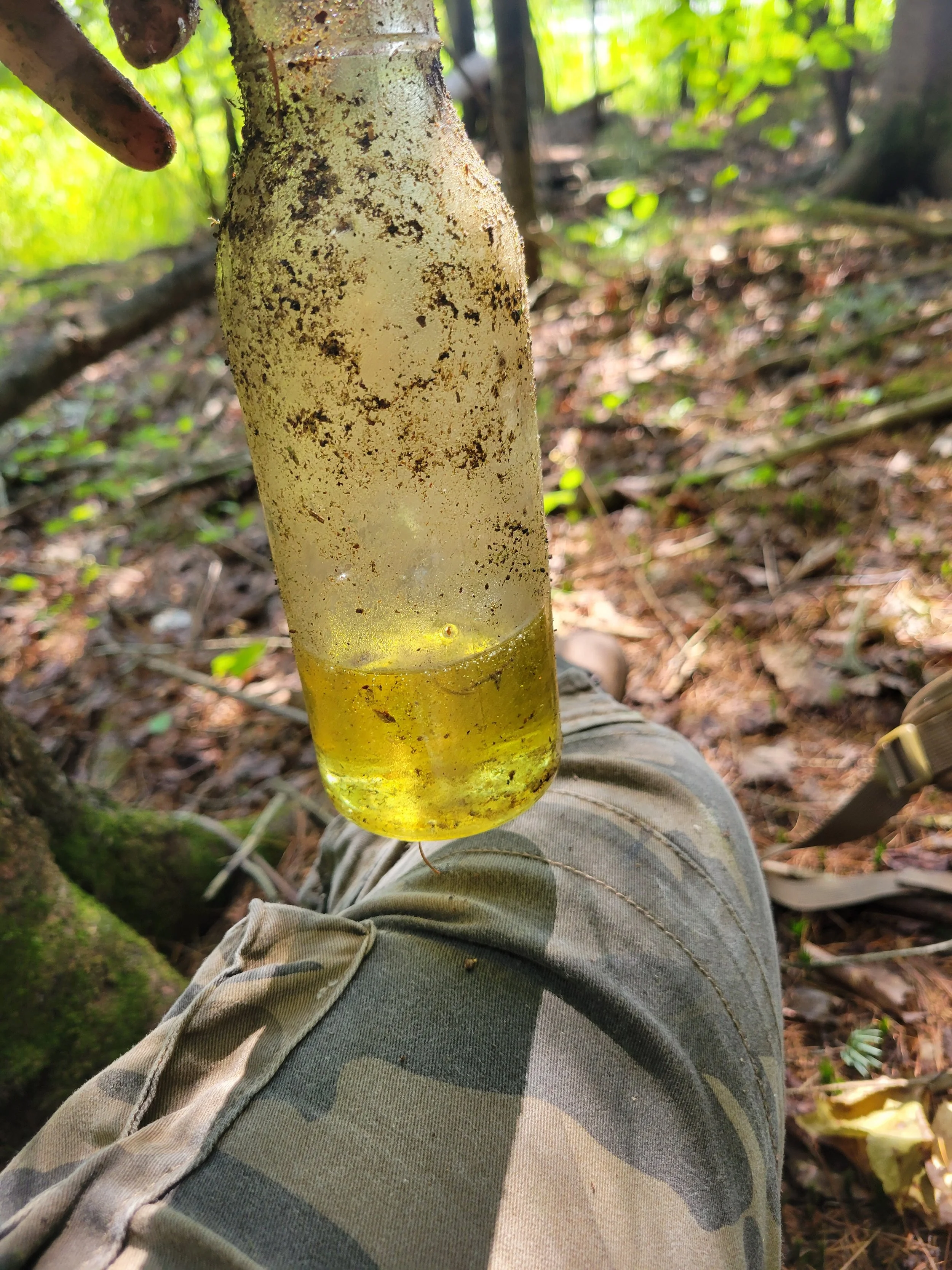 résine de sapin usage médicinale survie en forêt quebec