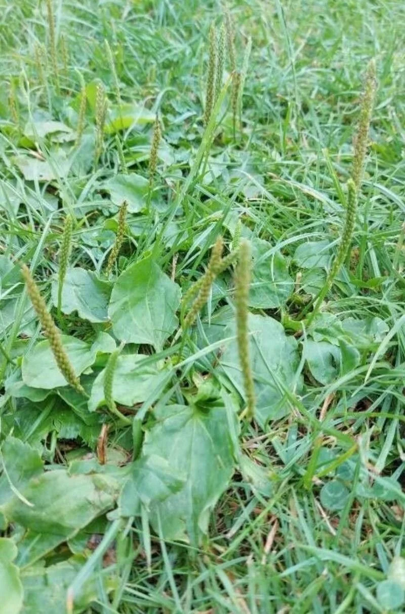 plantain majeur plante médicinale blessure forêt