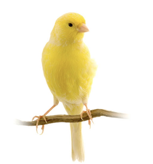 Cathie Wood: The Canary in the Coal Mine