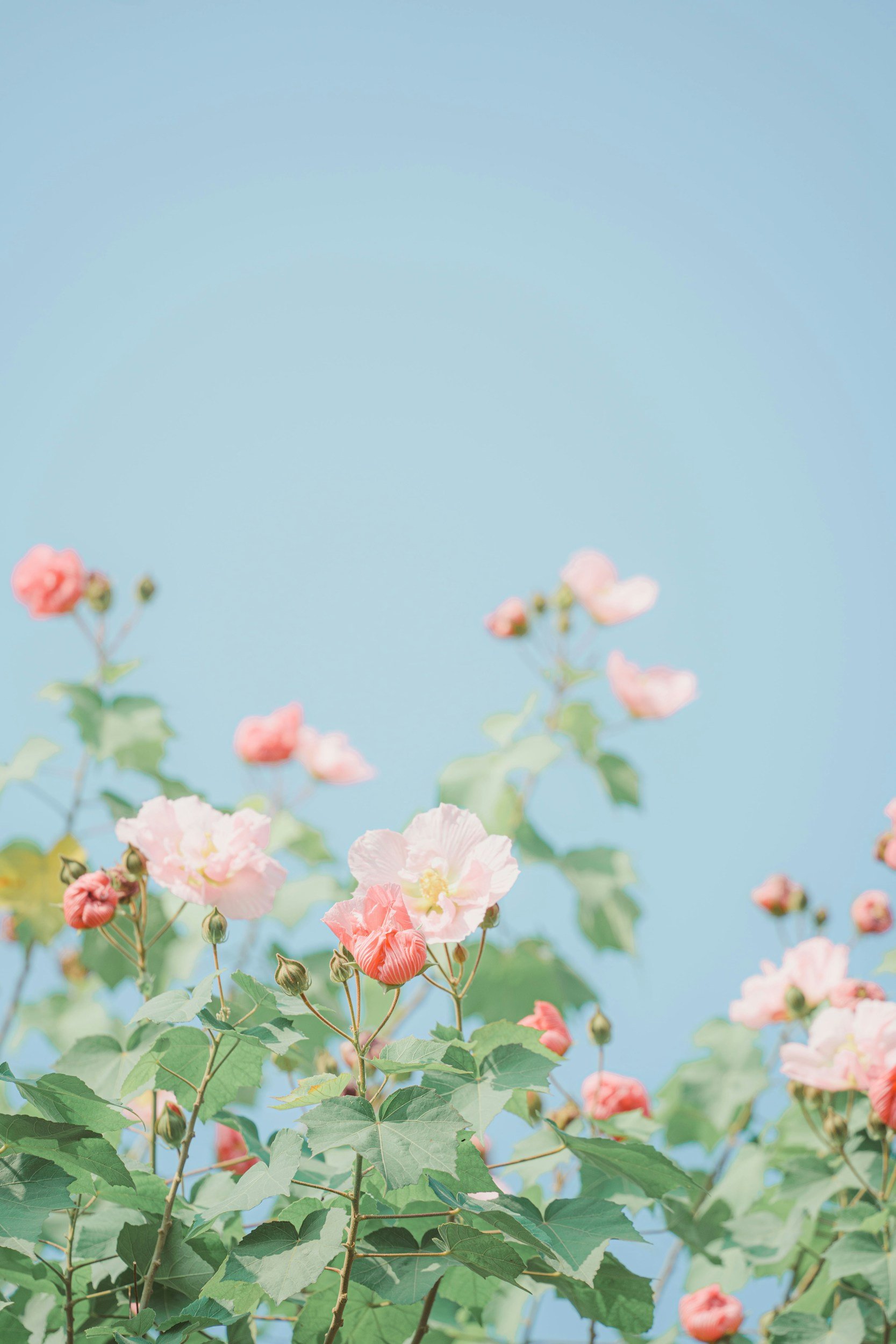 Pink and white flowers blooming on green leafy plants against a clear blue sky.