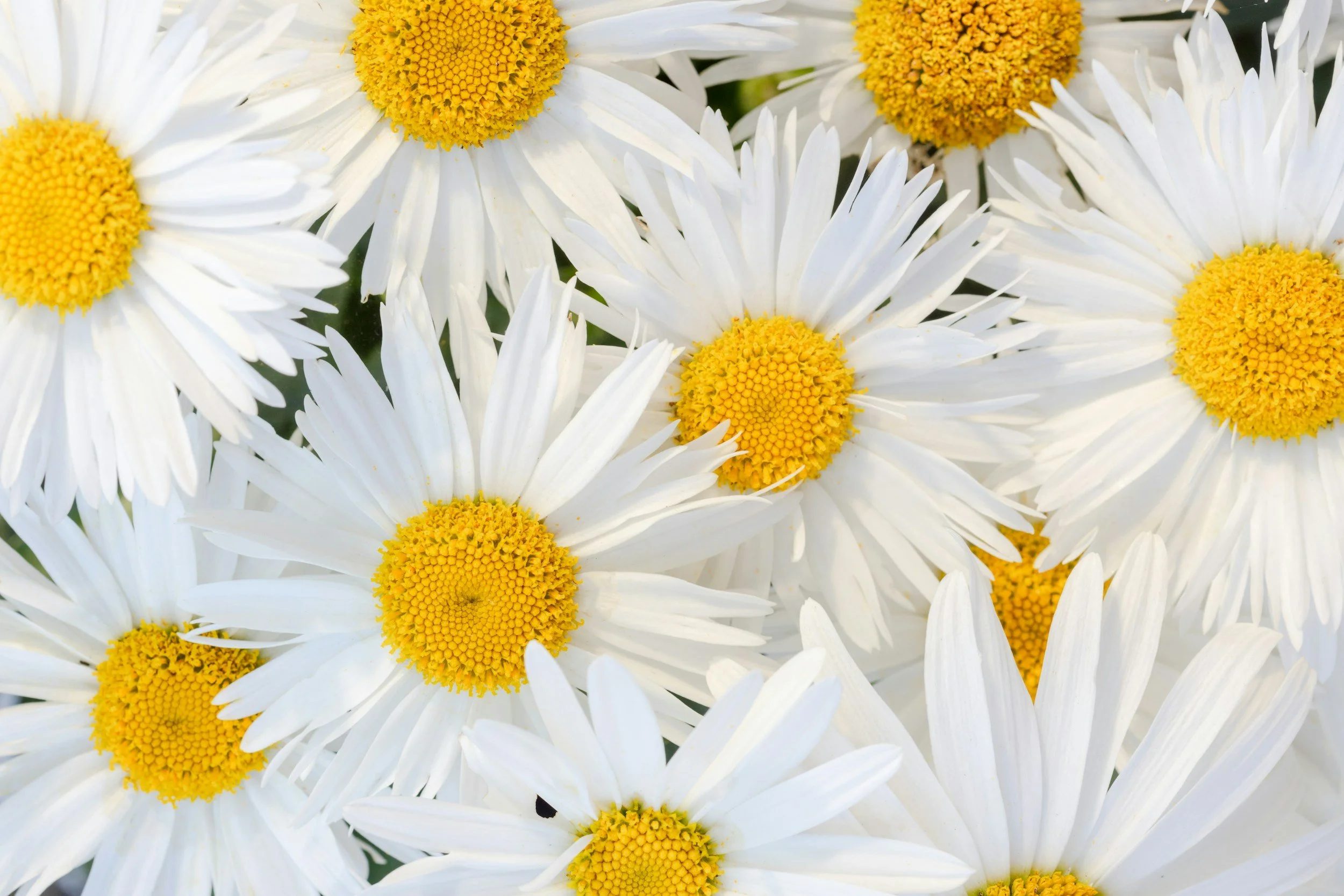 Close-up of white daisies with yellow centers.