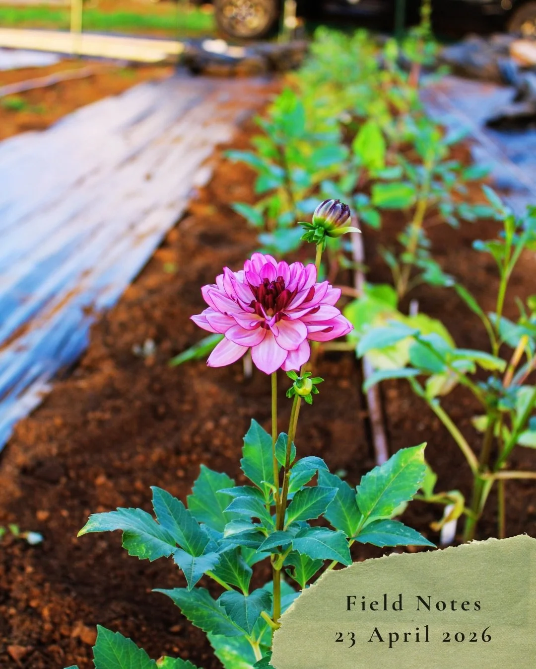 Field Notes
23 April 2026:

First crop of Dahlias have made it into the ground. Over ten different varieties &mdash; an assortment of colors and flower structures.