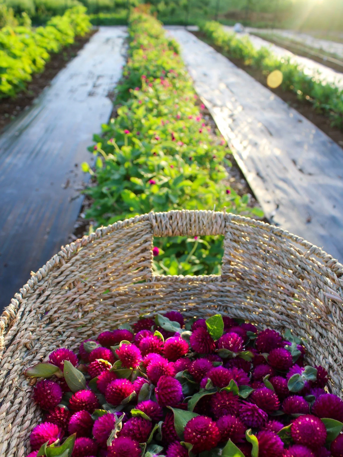 First harvest of dark purple bozu (Gomphrena globosa). These are powerhouse plants! 

#hawaii #kauai #flowers #lei #floral