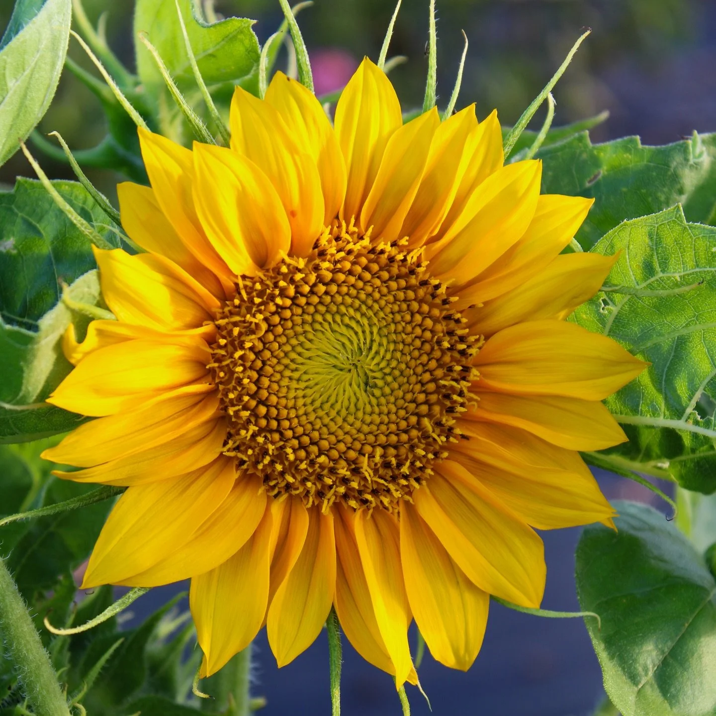 Dwarf Sunflowers starting to go into bloom. 

#hawaii #kauai #sunflowers #flowers #floral