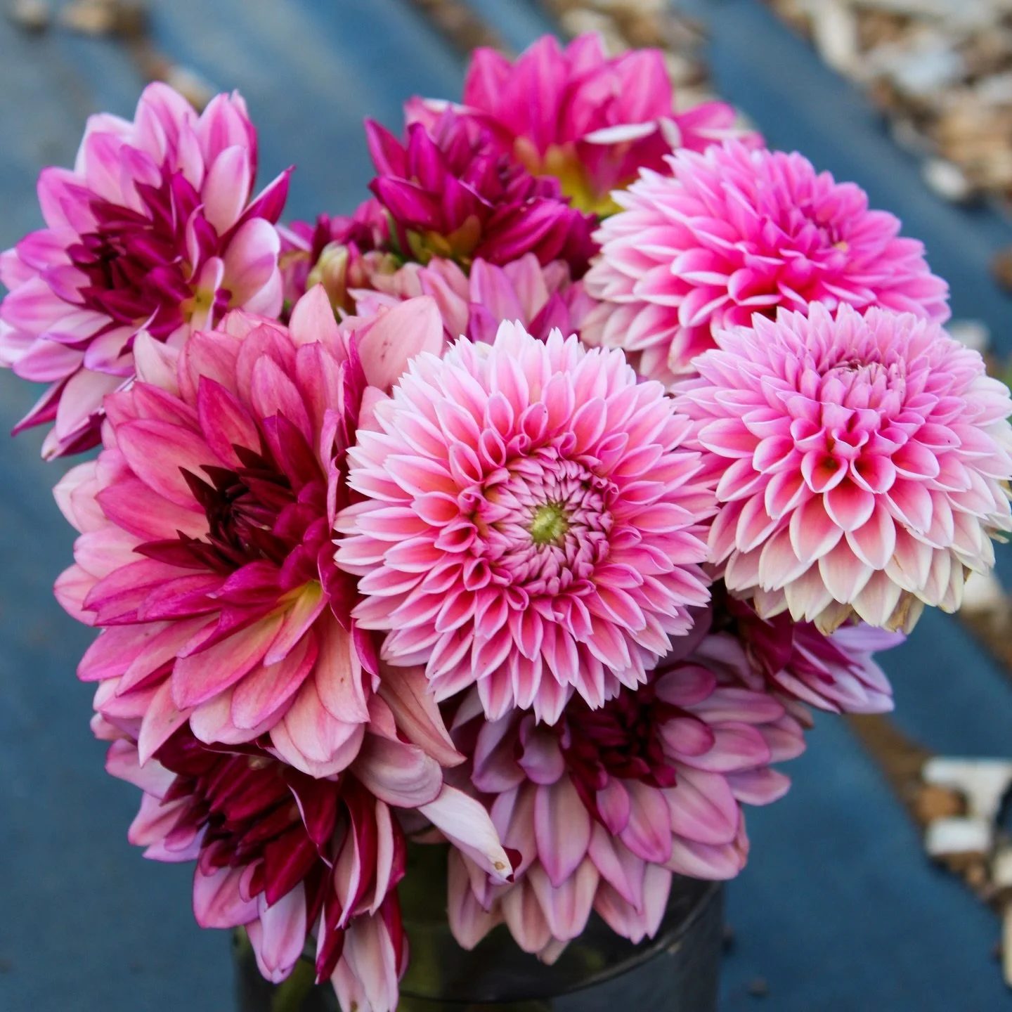 Dahlias from the farm today. Absolutely gorgeous blooms.

#dahlia #hawaii #kauai #flowers #floral