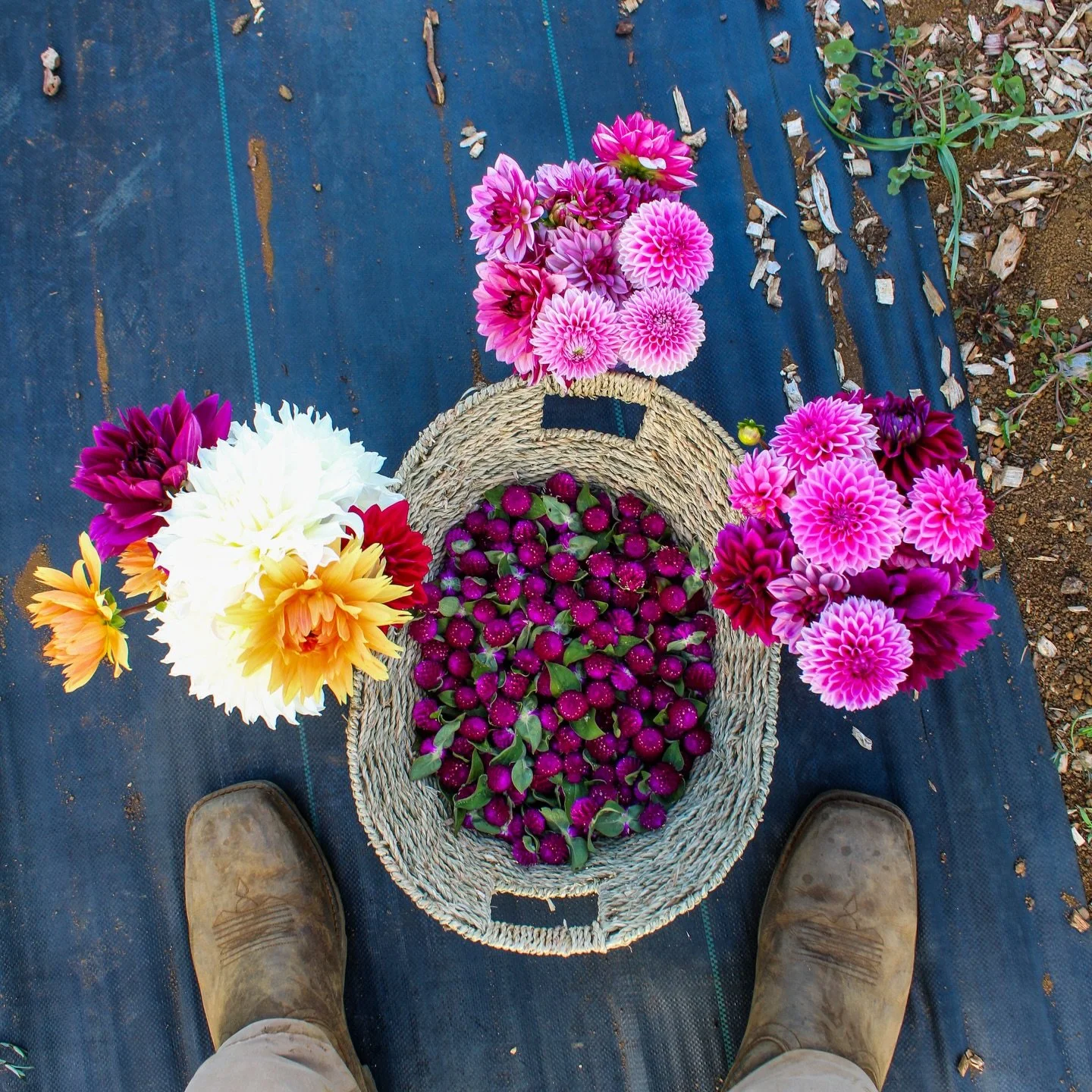 Small harvests. ✨

#flowers #hawaii #kauai #floral #plants