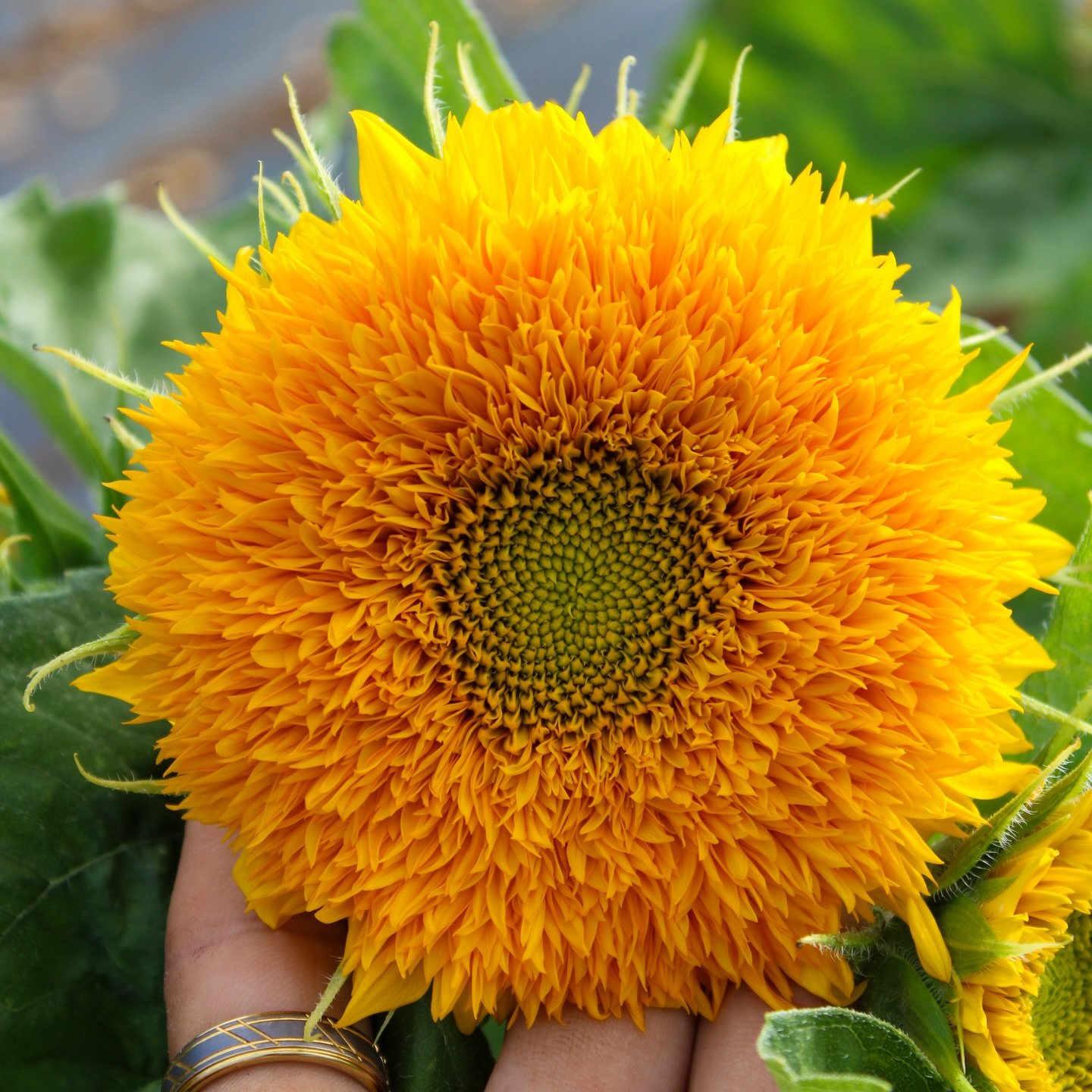Dwarf Teddy Bear sunflowers are going into bloom at the farm. Will have these available for sale in jars soon. 

#hawaii #kauai #flowers #floral #garden
