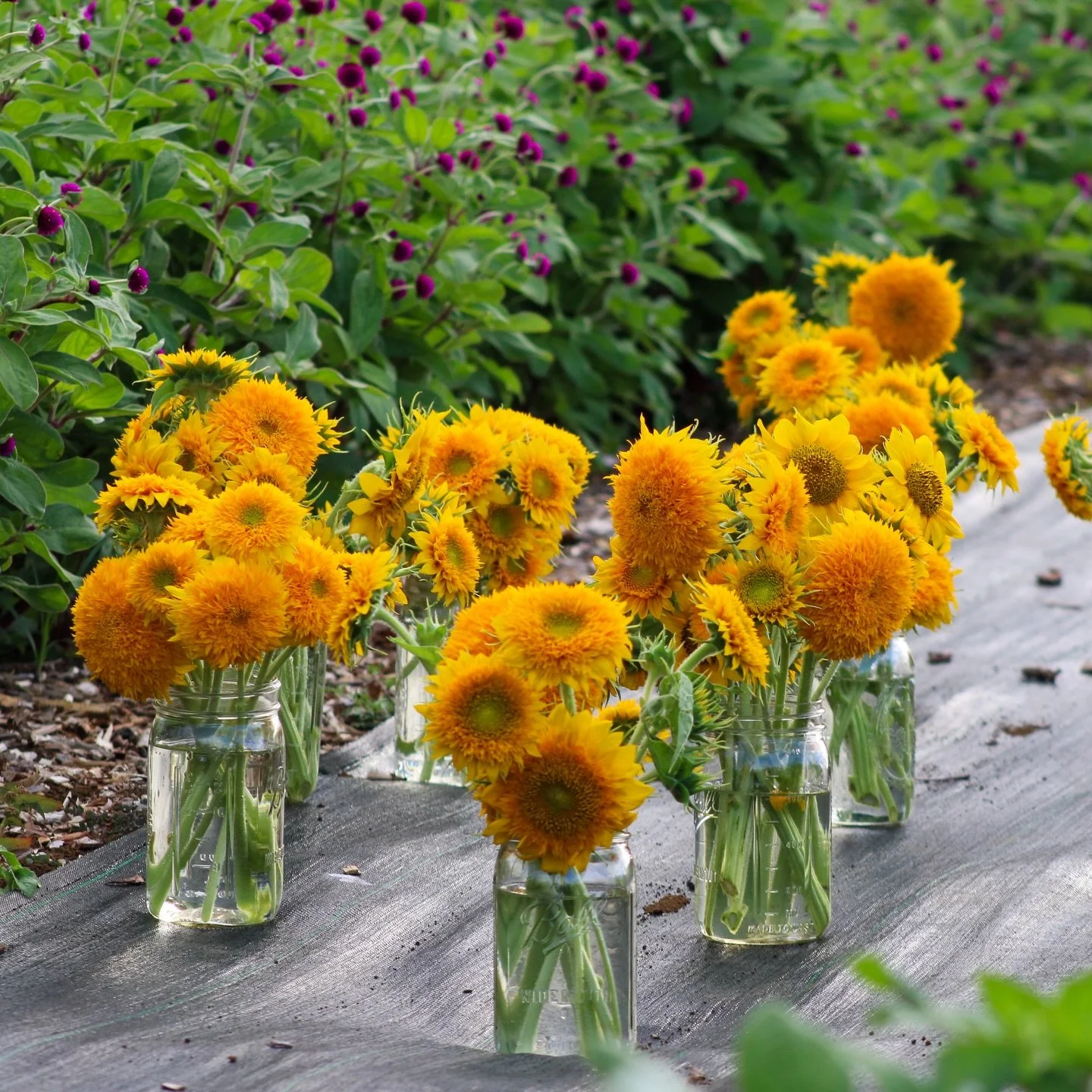 Today, customers at Kauaʻi Nursery &amp; Landscaping may receive a complimentary jar of locally grown Dwarf Teddy Bear Sunflowers with select purchases while supplies last.

These cheerful blooms were hand-grown on our half-acre North Shore farm at K