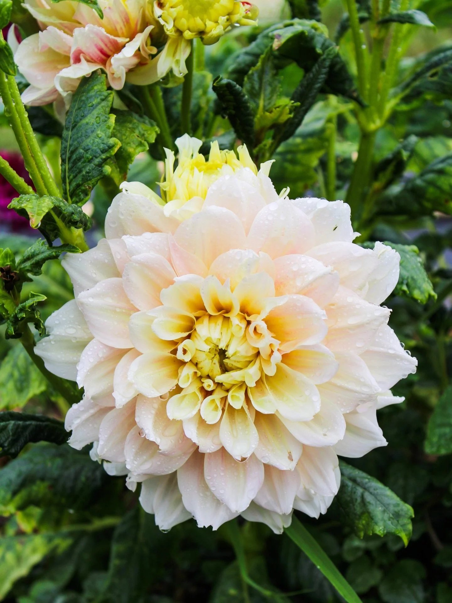First time Dahlia 'Break Out' has gone into flower at the farm. Yet another favorite.

#hawaii #kauai #flowers #flowerfarm #farm