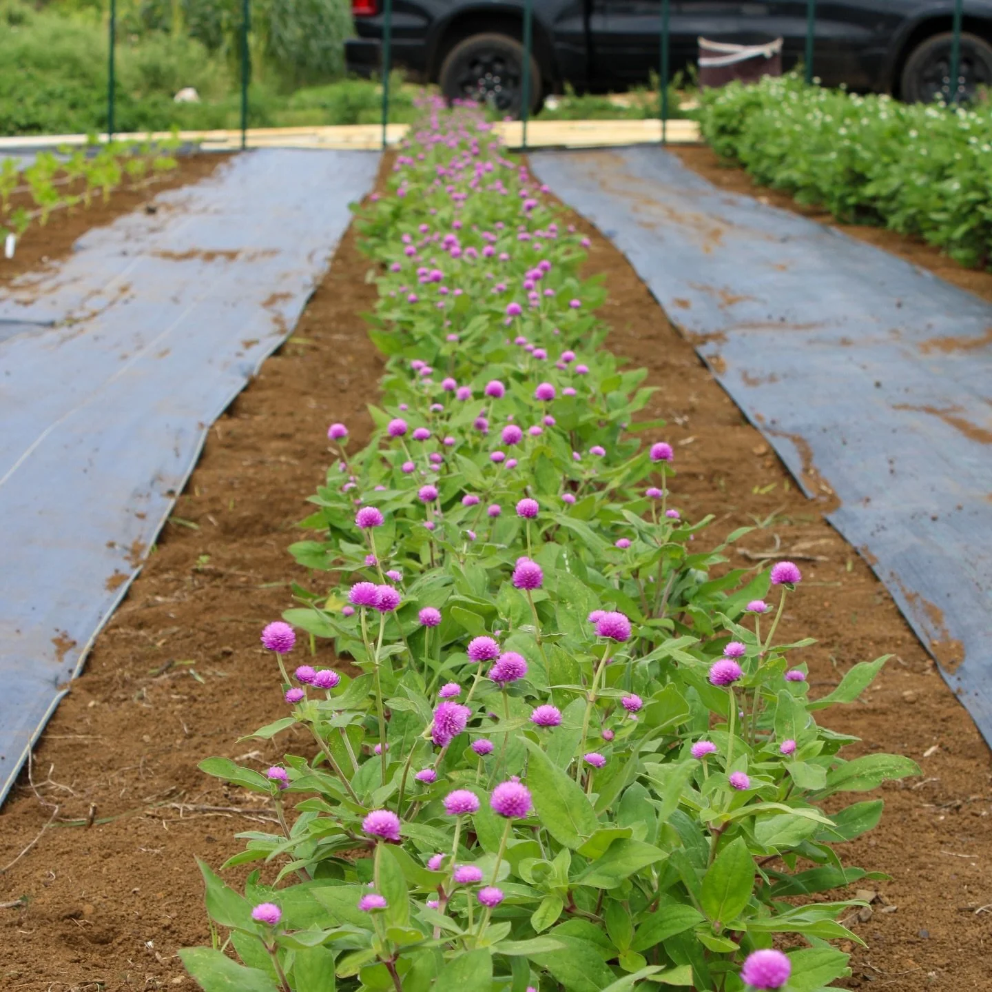 Pink &amp; White Bozu (Gomphrena globosa) starting to go into flower. 

#hawaii #kauai #flowers #farm #garden