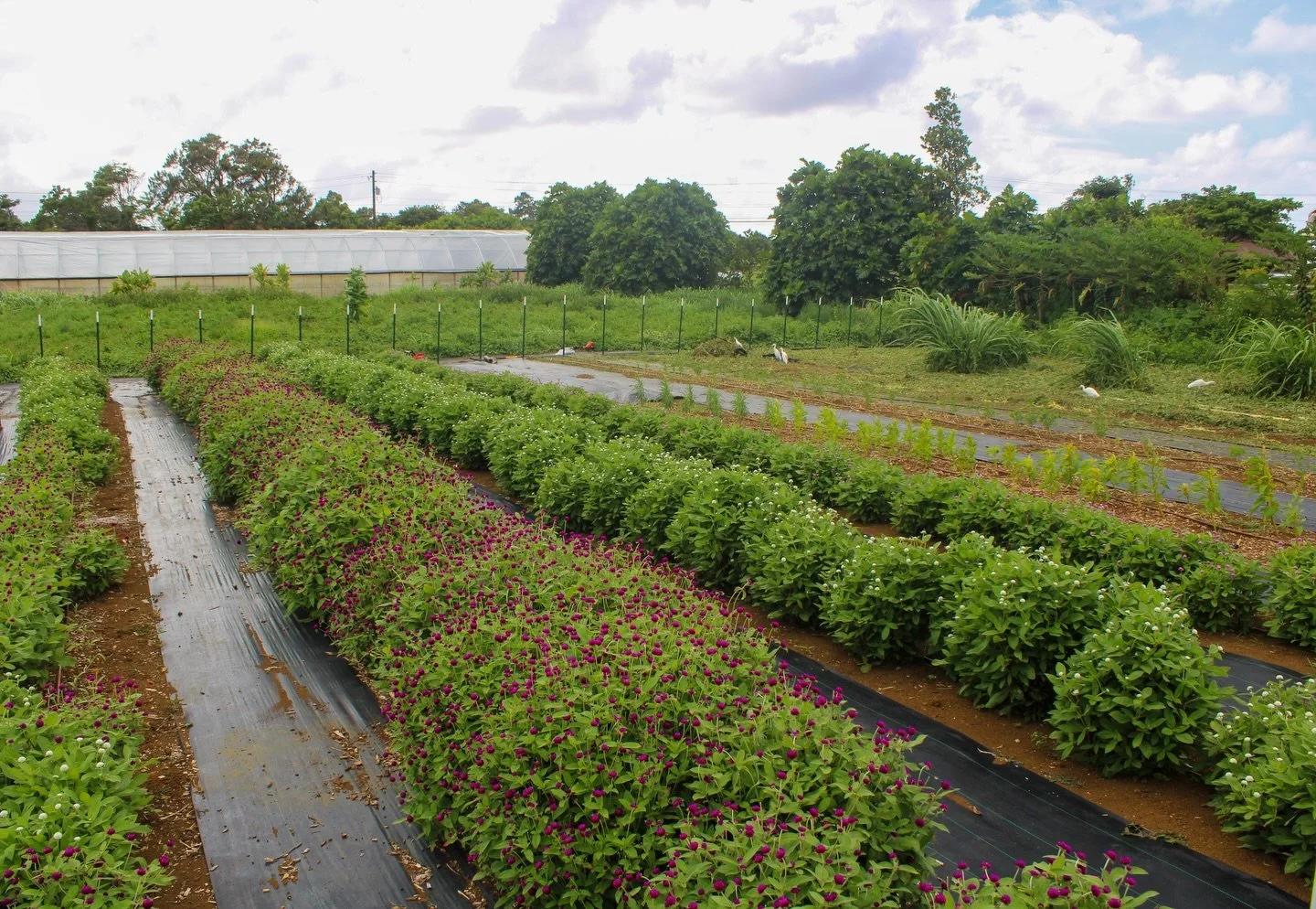 We&rsquo;re swimming in bozu right now &mdash; but it&rsquo;s still not enough! We&rsquo;ll be trying to double the amount of bozu plants within the next month. 

#farm #gardening #hawaii #kauai #flowers