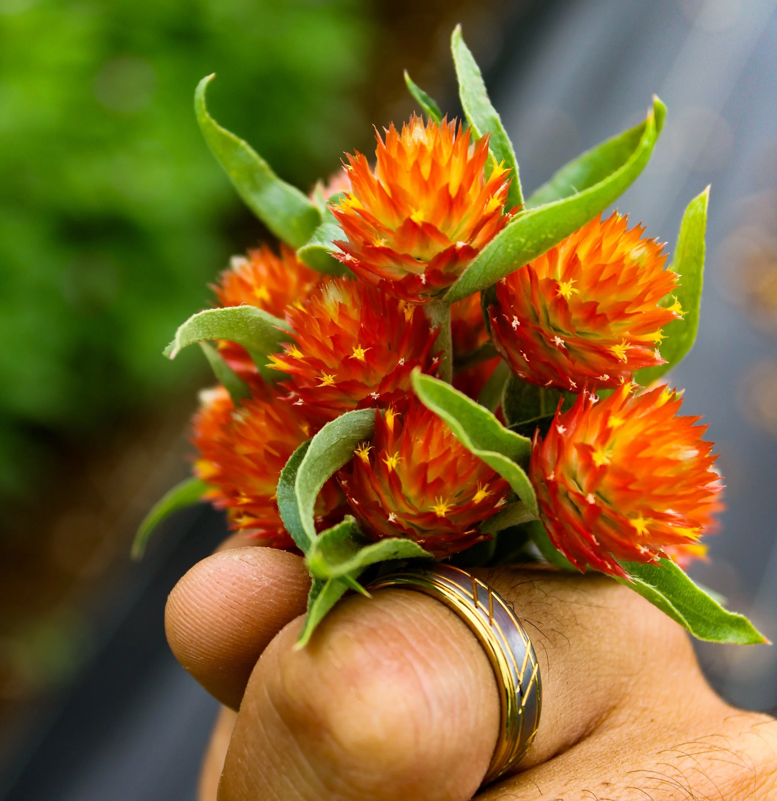 Newest bozu variety on the farm. 🔥 

#hawaii #kauai #flowers #plants #garden