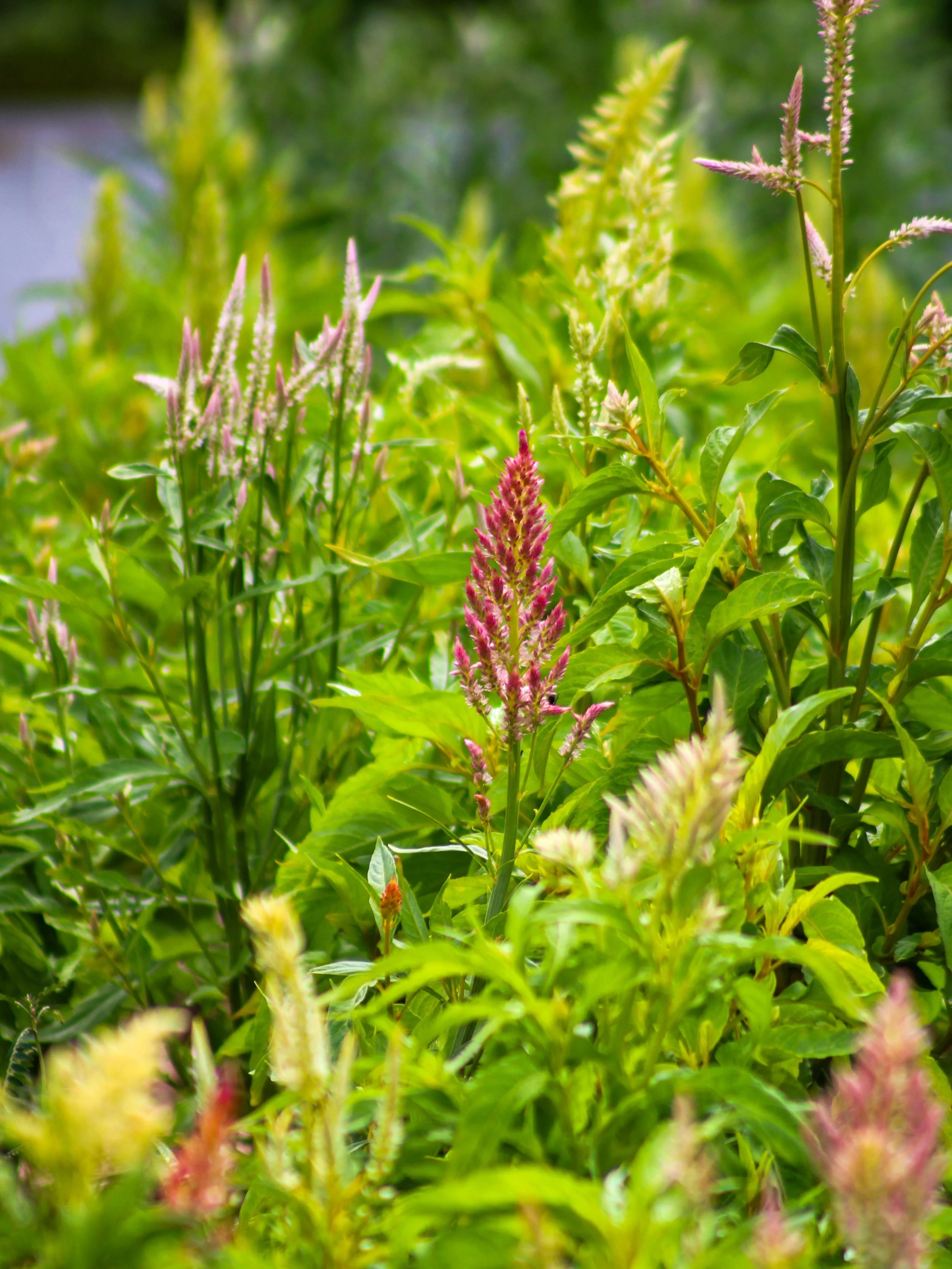 A few different celosia varieties starting to go into bloom at the farm. 

#hawaii #kauai #garden #flowers #plants