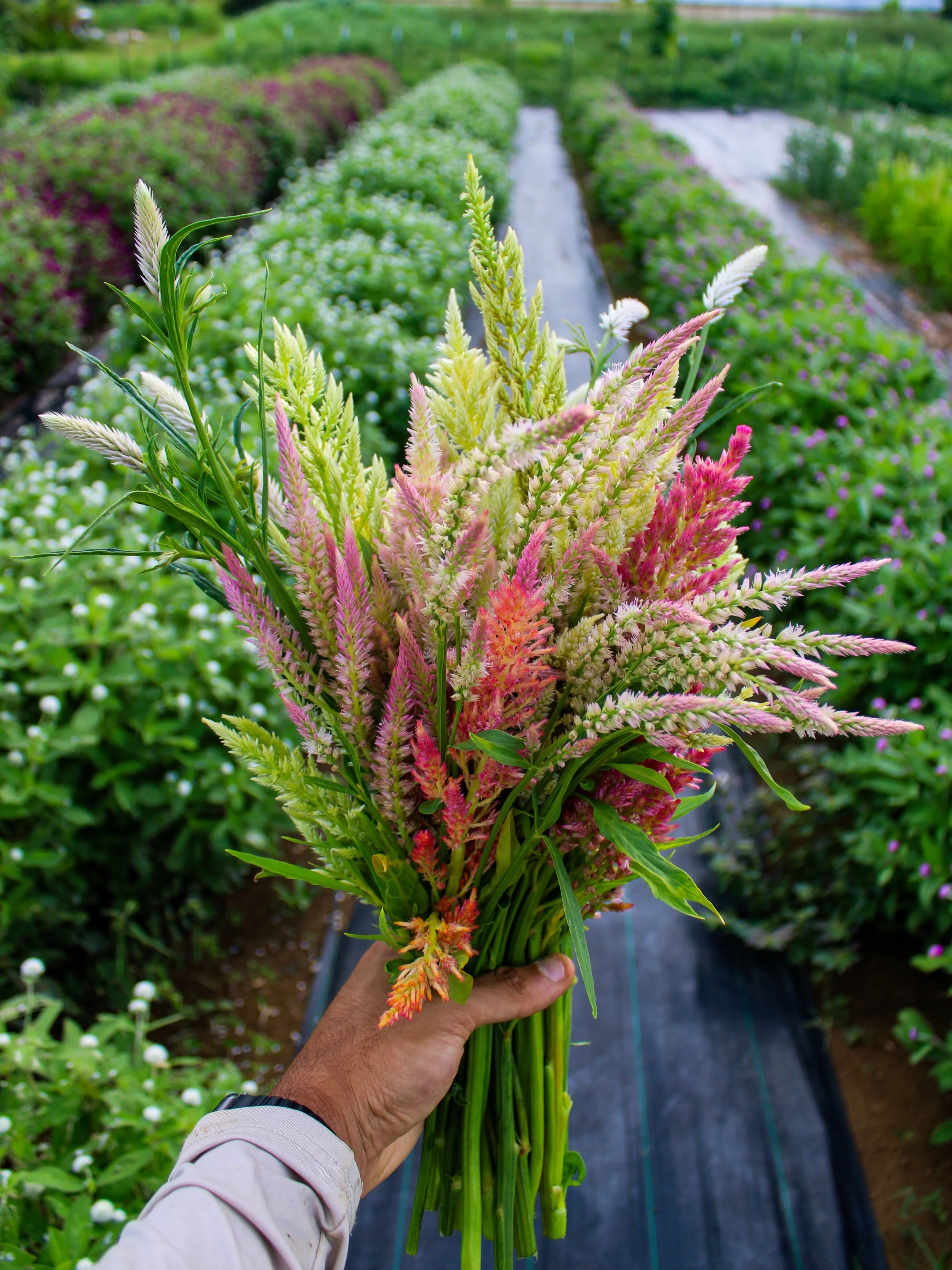Celosia 'Shimmer', 'Flamingo Feather' &amp; 'Sylphid' 

#hawaii #kauai #flowers #cutflowers #farm