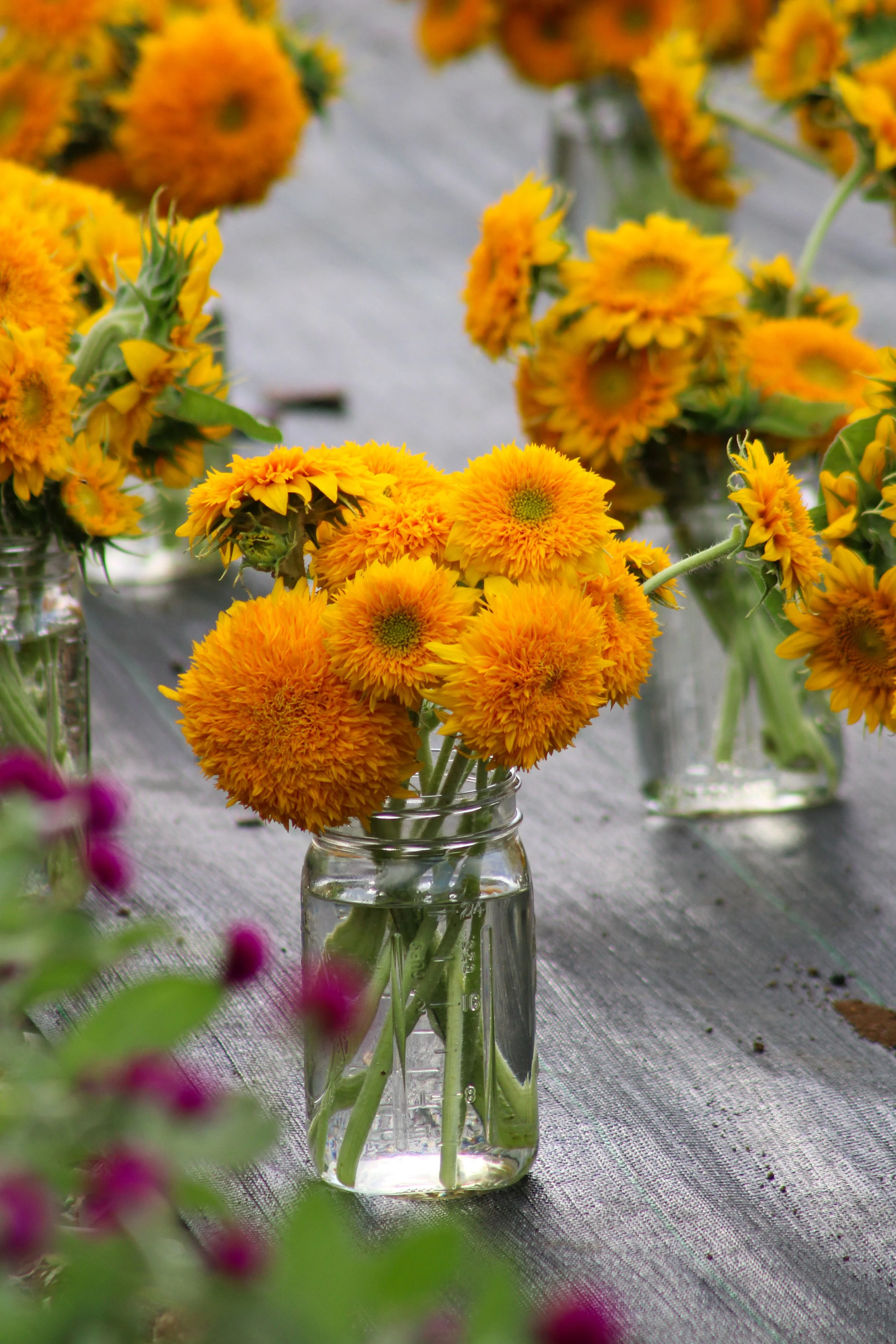Dwarf Teddy Bear Sunflower Jars