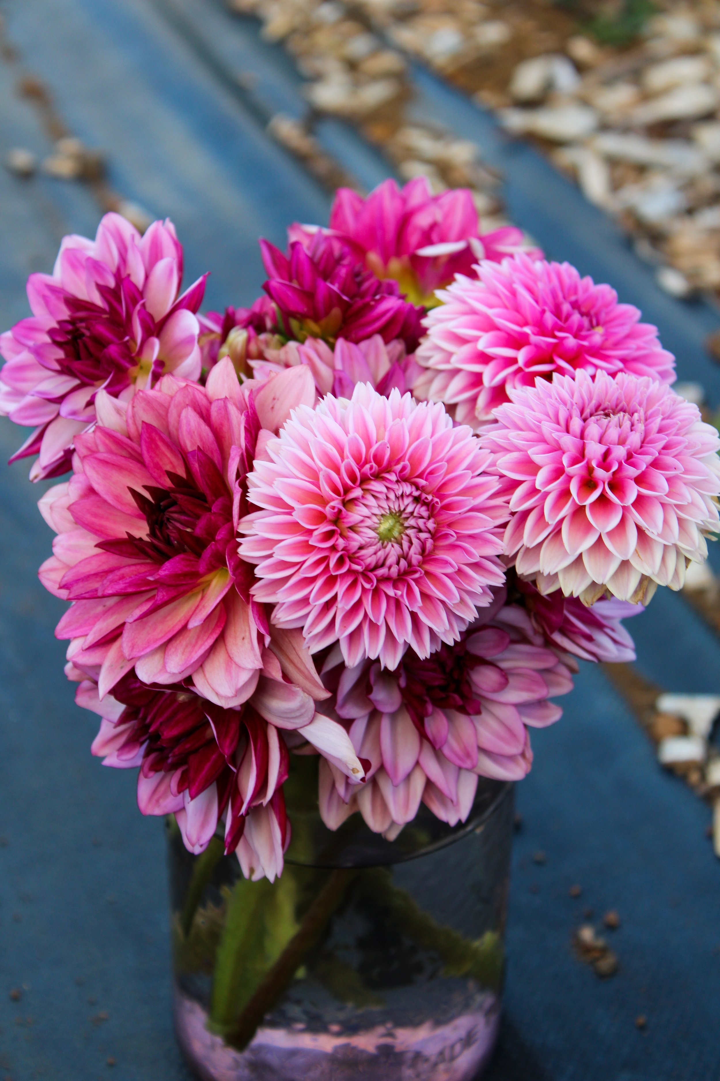 Assorted Dahlia Jars