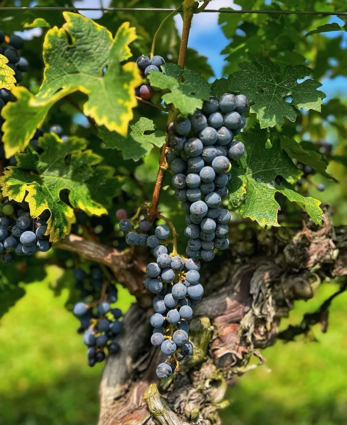 Vineyard with grapes in Virginia wine country near Washington DC.