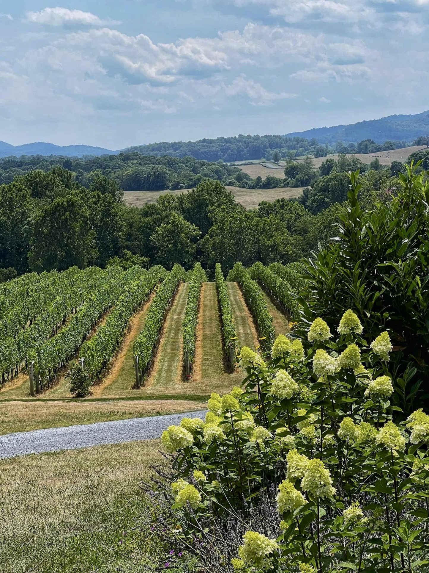 Vineyard view with mountain backdrop in Virginia wine country near Washington, DC.