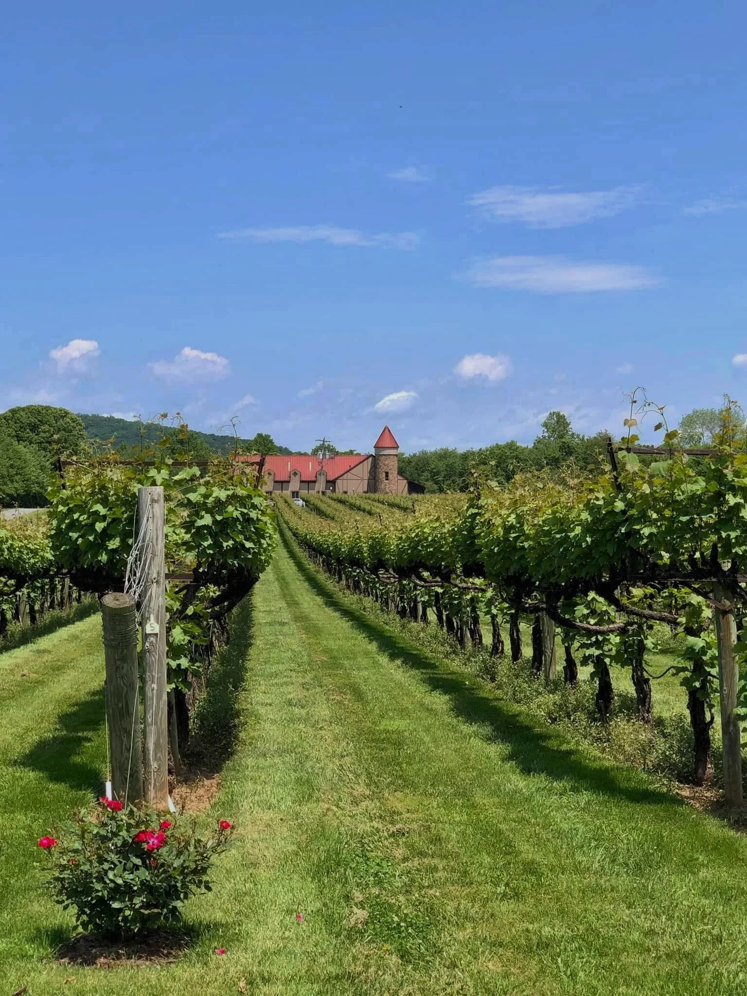 Vineyard view in Virginia wine country near Washington, DC.