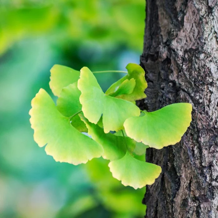 Ginkgo leaves growing on a tree trunk