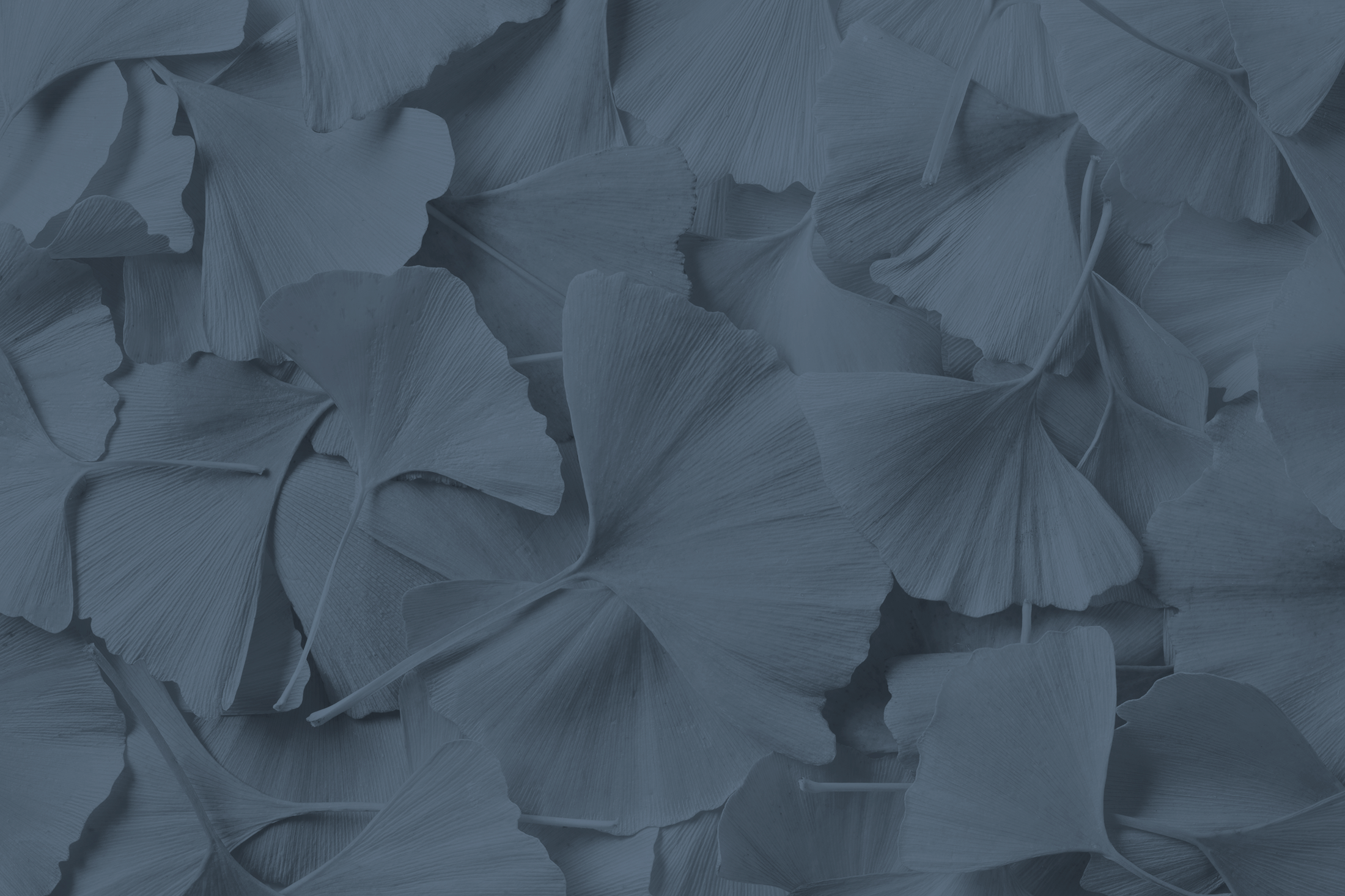 Close-up of overlapping ginkgo leaves in shades of blue creating a textured pattern.