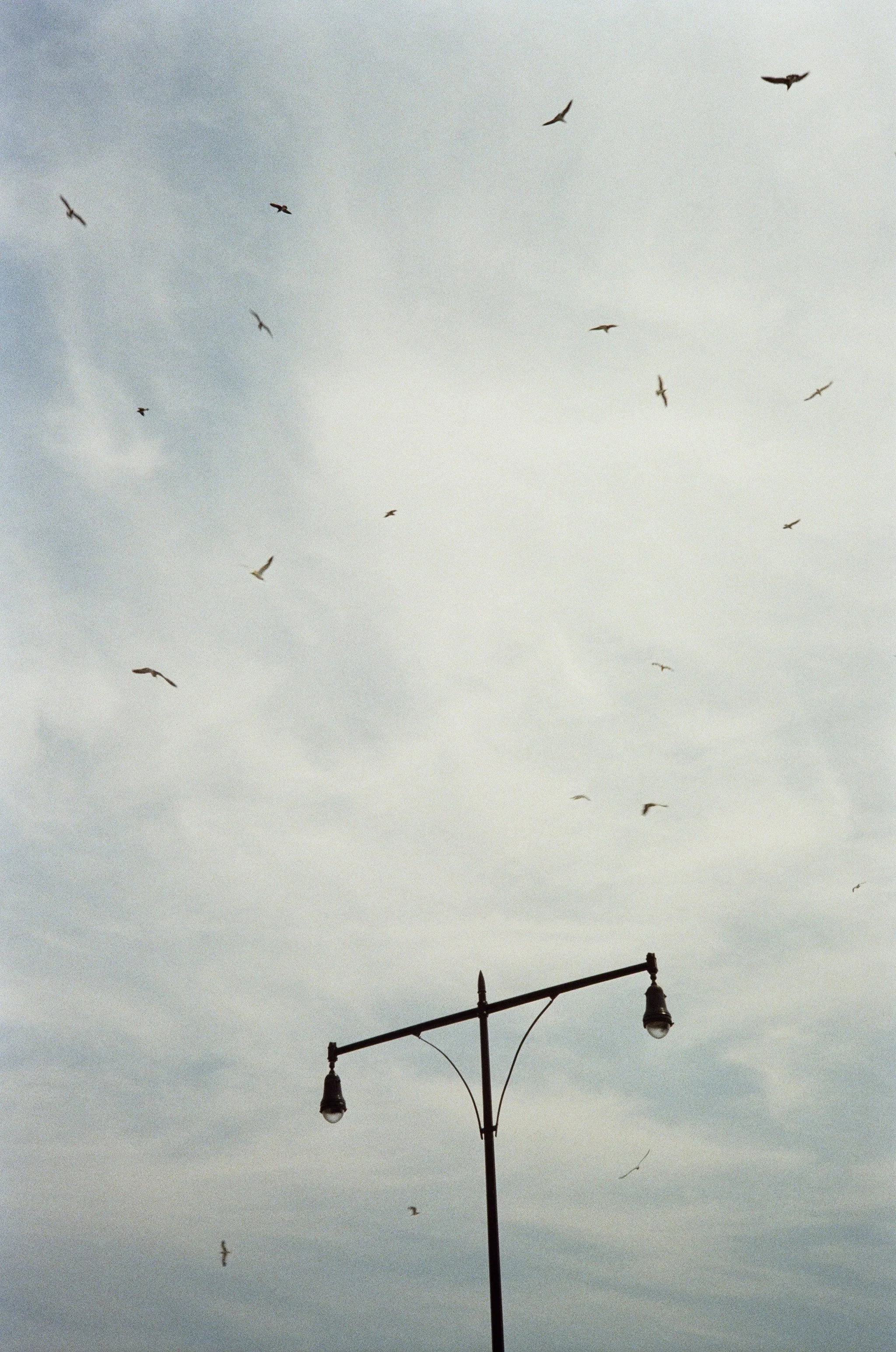 Sky with clouds, seagulls flying, and a streetlight at the bottom