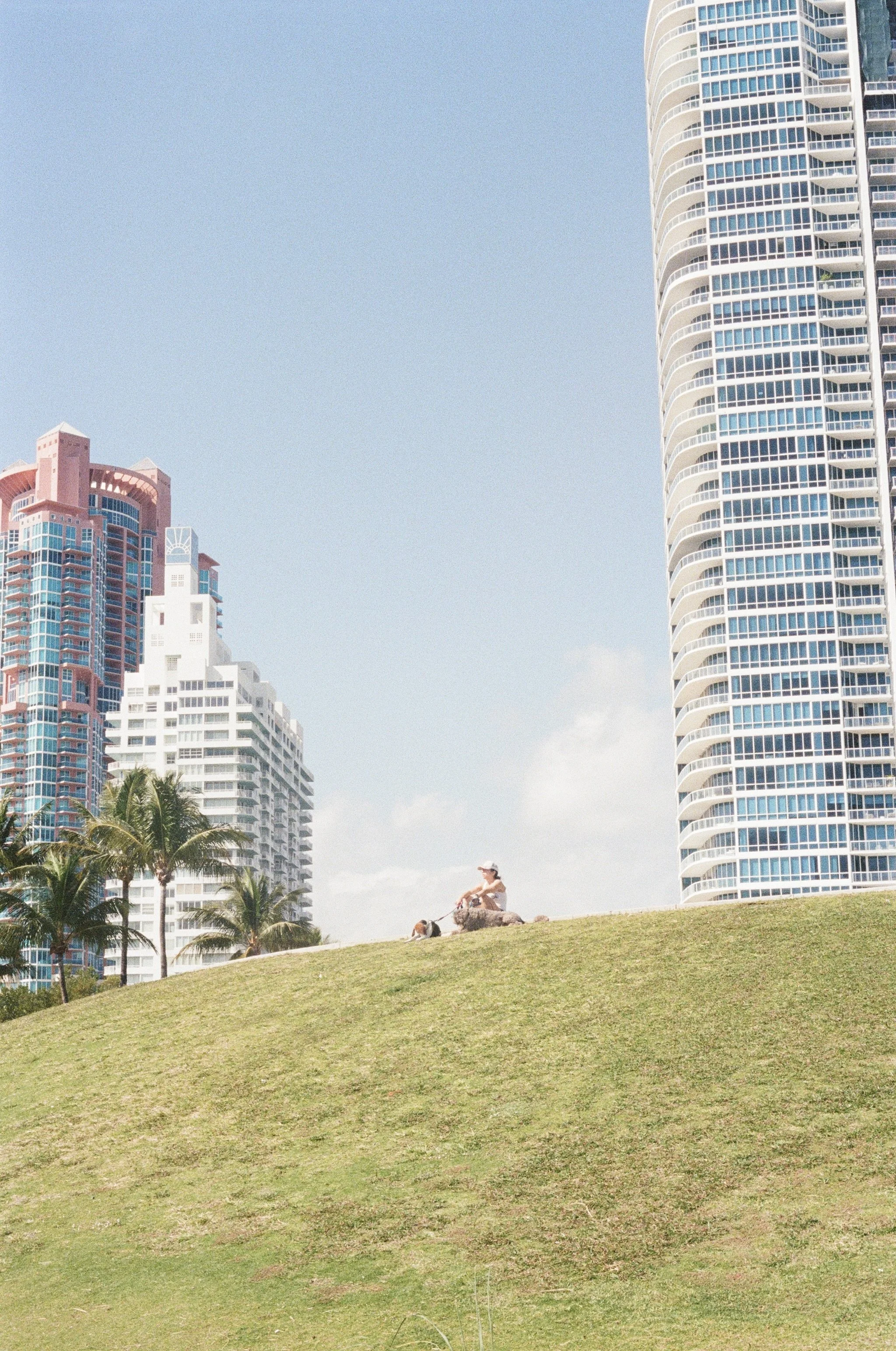 Person walking dogs on grassy hill with tall buildings and palm trees in the background.