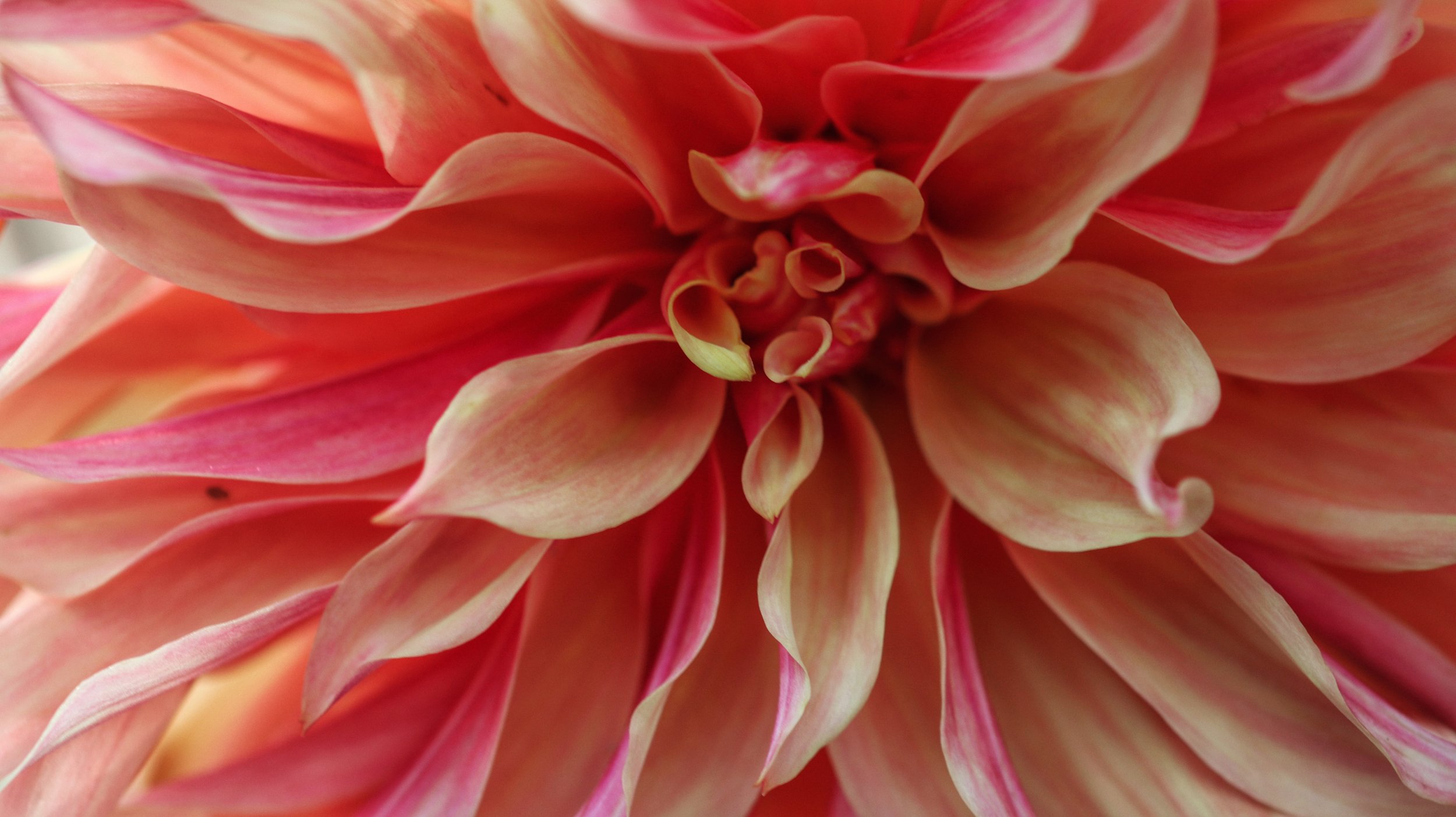 Close-up of a pink and peach dahlia flower with layered petals.