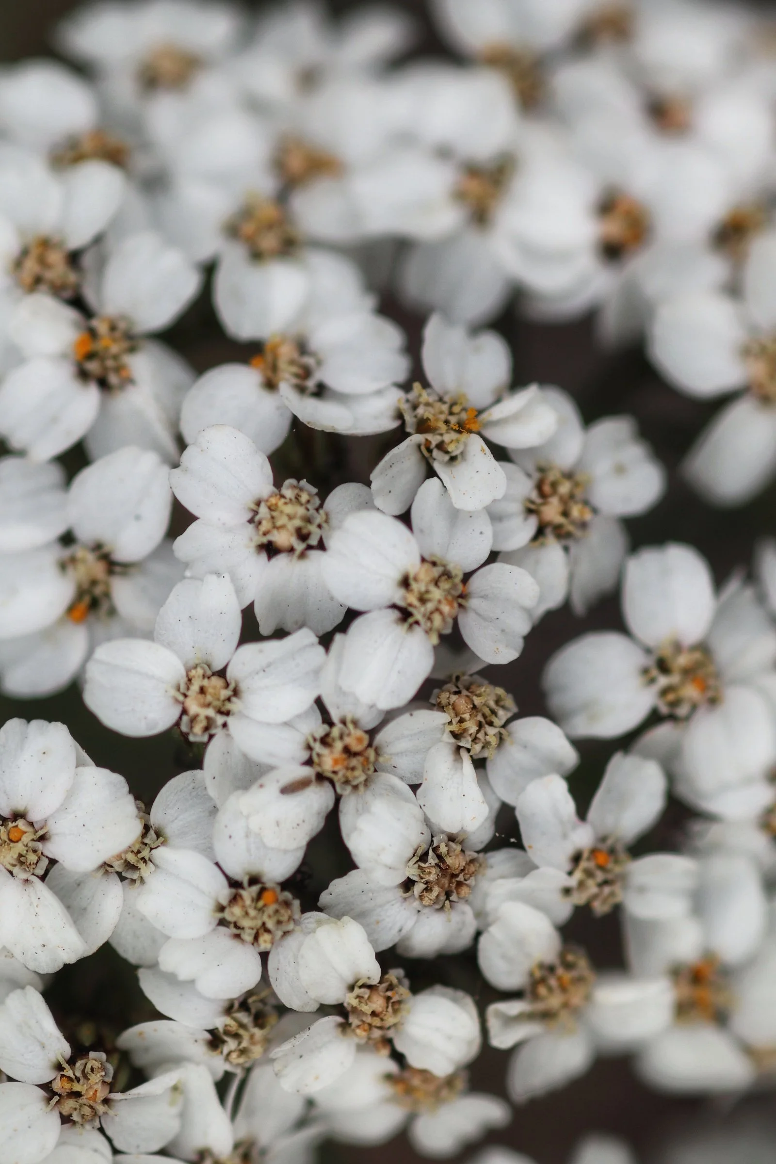 Close-up of small white flowers with yellow and black centers.