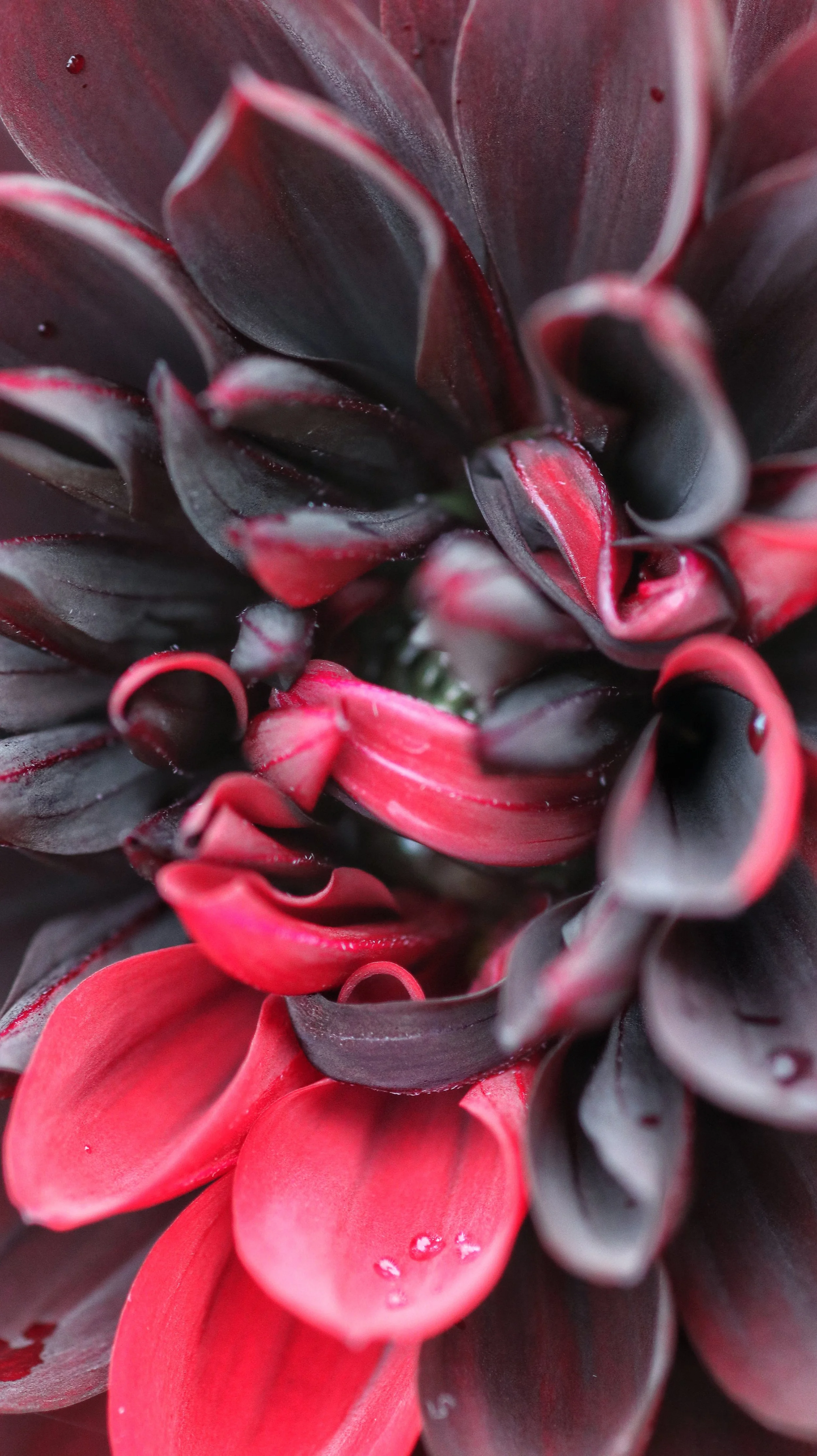 Close-up of a succulent plant with dark purple and red leaves, some with tiny water droplets.