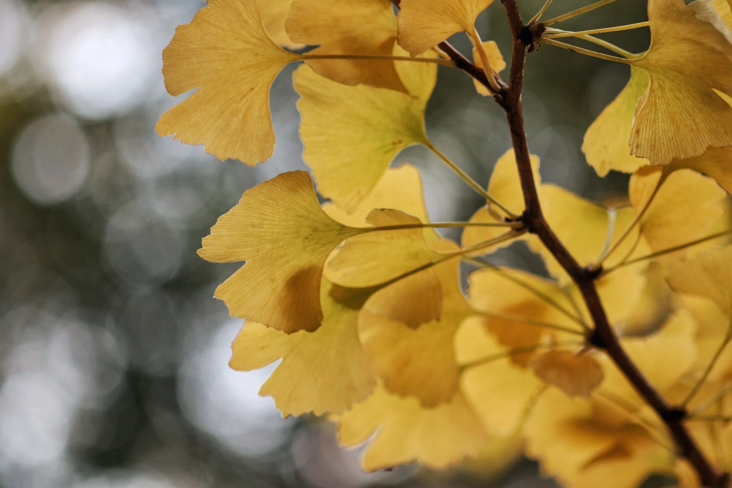 Close-up of yellow ginkgo leaves on a branch, blurred background.