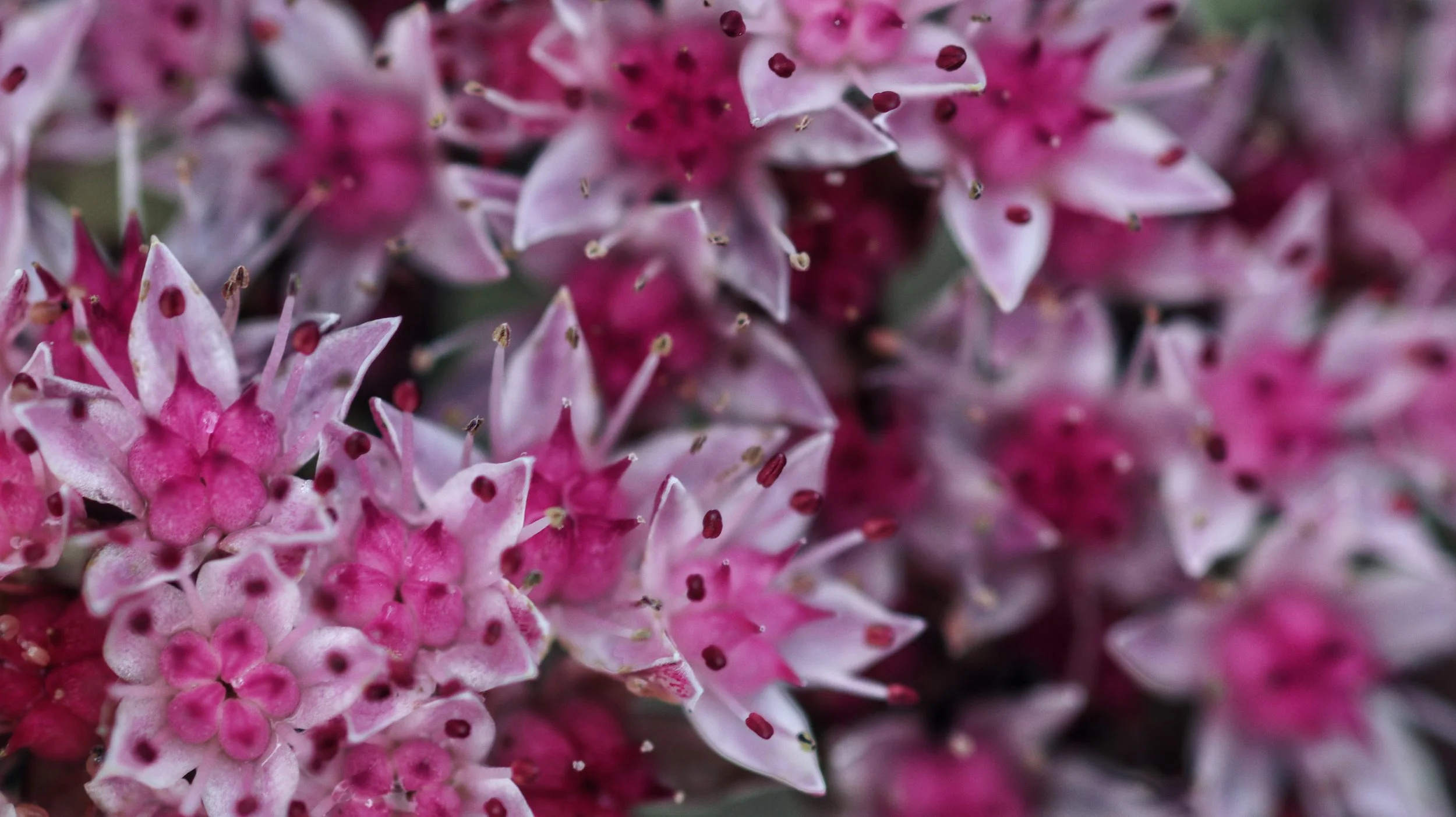 Close-up of pink and white star-shaped flowers with red and yellow stamens.