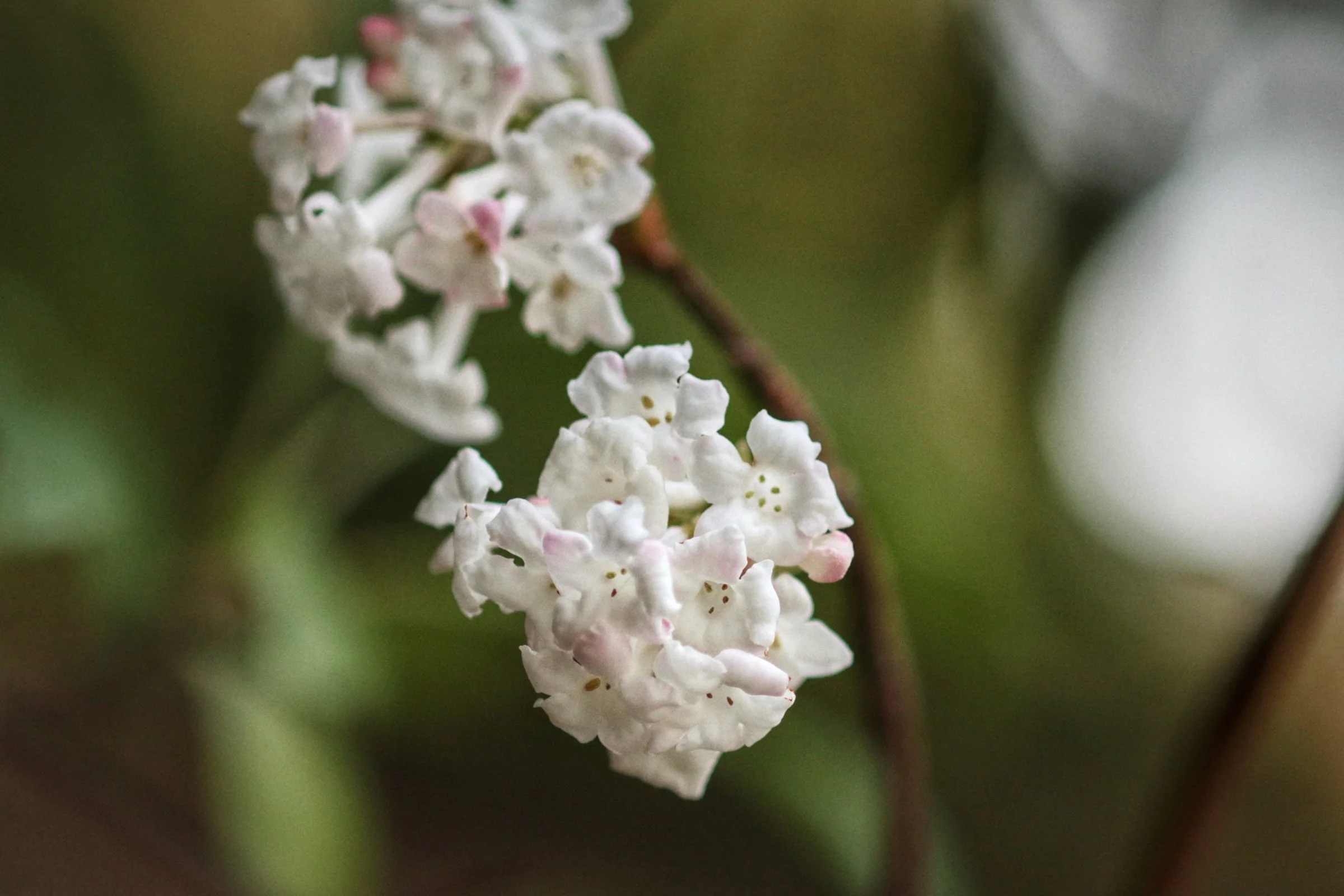 Close-up of small white flowers with pink tinges on a thin branch, blurred green background.