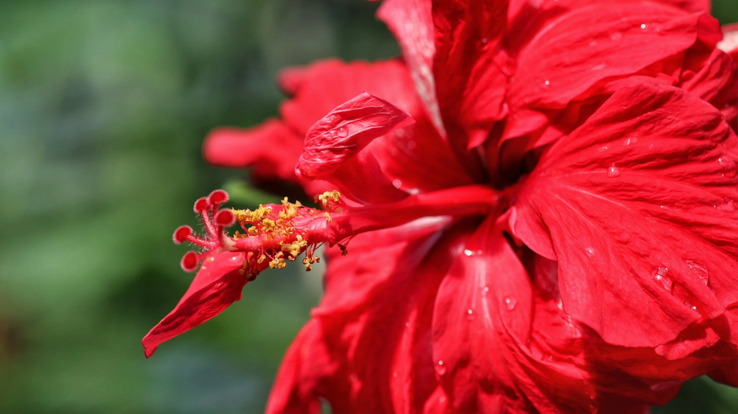 Close-up of a wet red hibiscus flower with visible yellow stamens and a blurred green background.