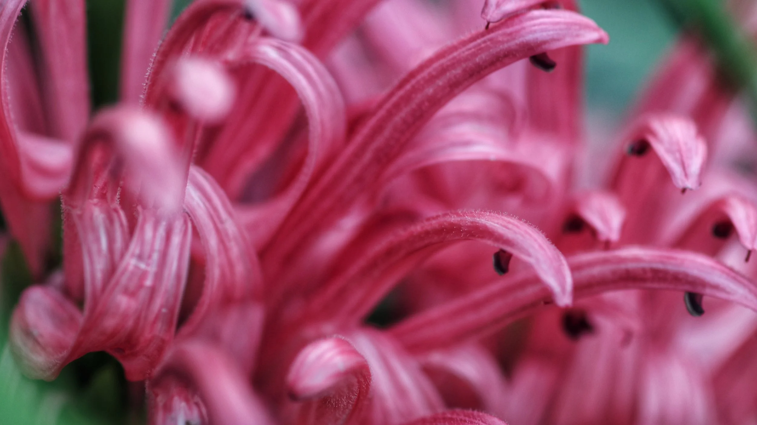 Close-up of pink curled spider-plant flower with black seed tips on each curl.