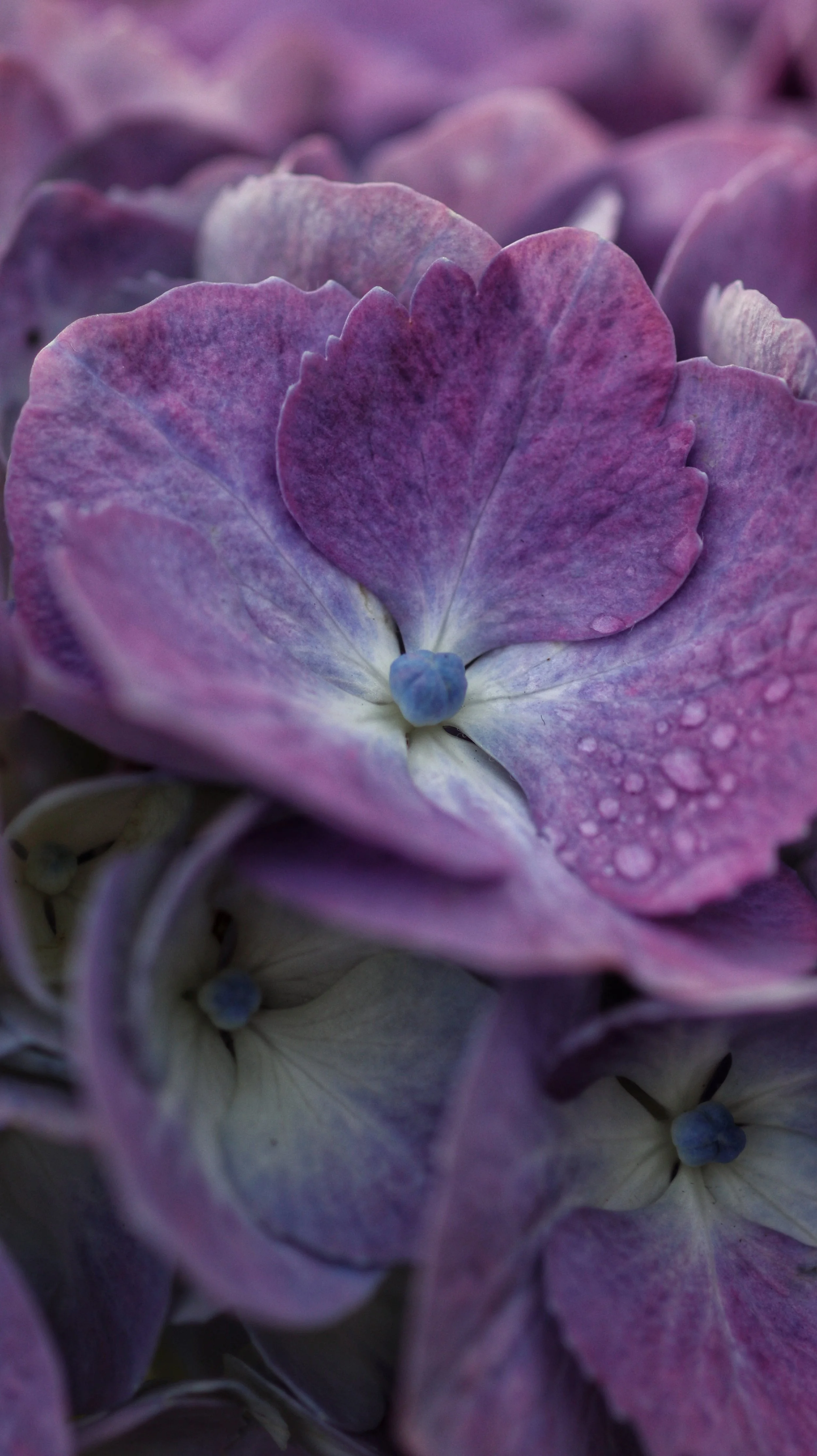 Close-up of purple and pink hydrangea flowers with water droplets on petals
