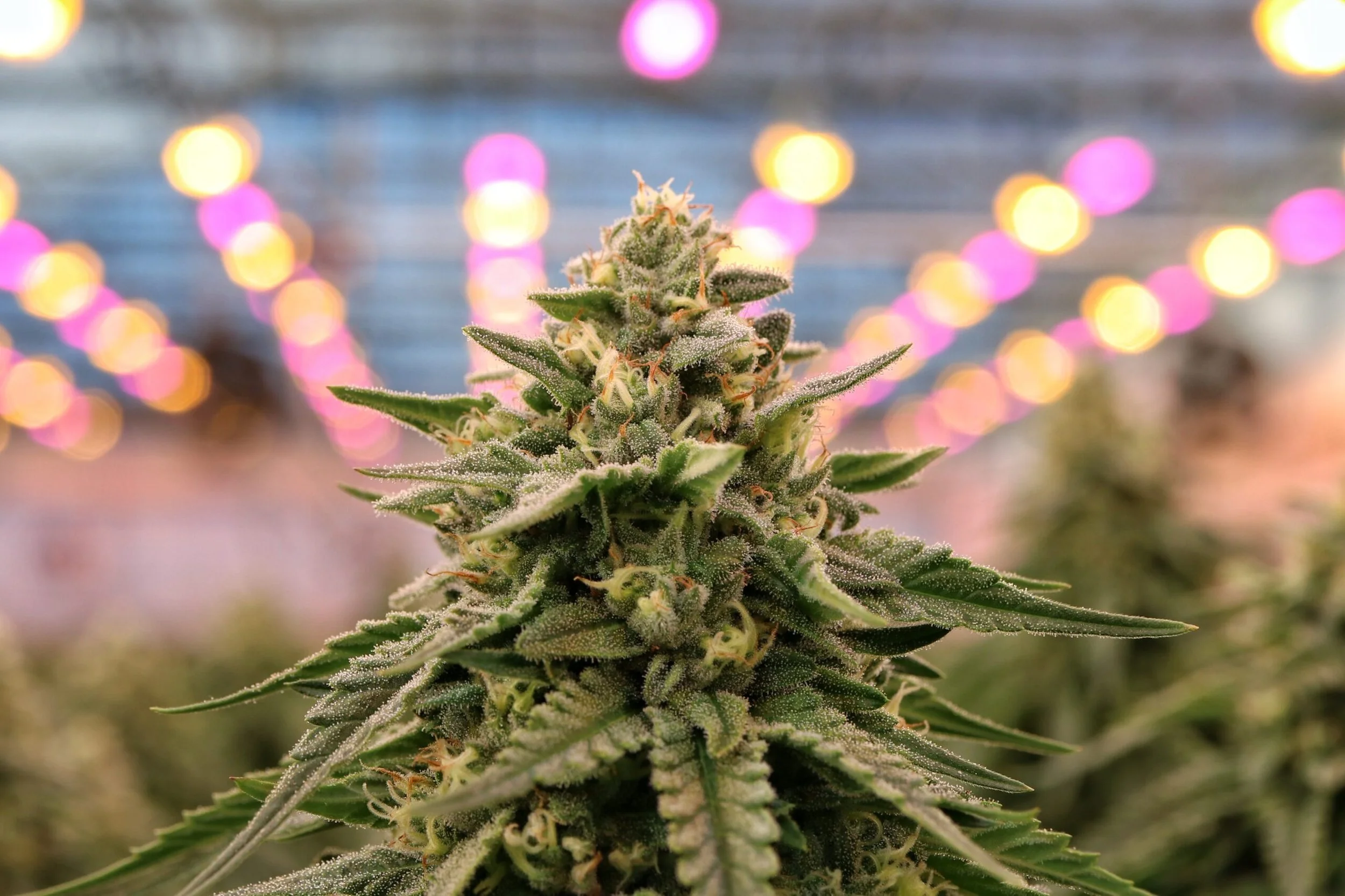 A professional image of a medicinal cannabis plant, in a facility owned by Pharmacann and Medicann - - to promote brand campaign services in Doncaster, Leeds, Manchester, Sheffield & London