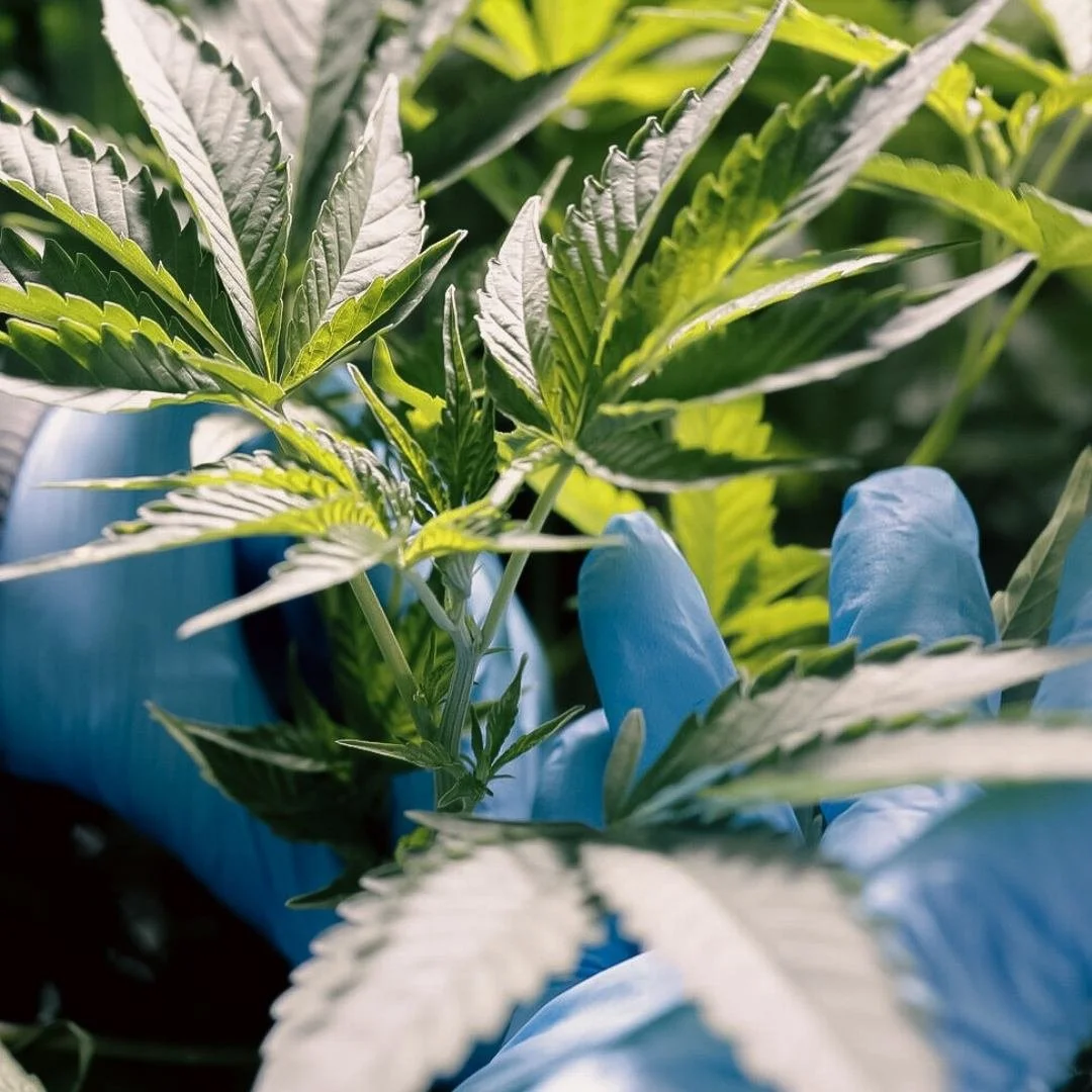 Close-up of green cannabis plant leaves, with a gloved hand holding the plant in a Medicann growing facility.