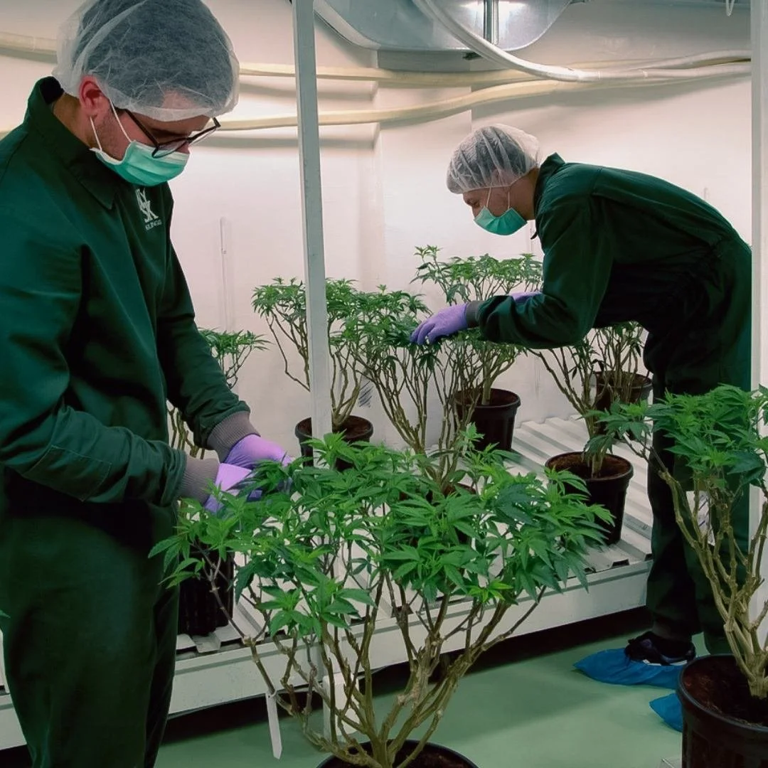 Two researchers in lab coats, masks, and gloves tending to potted cannabis plants in a Medicann growing facility, possibly a grow room or laboratory.