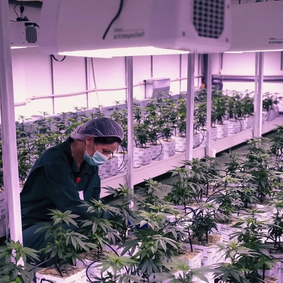 A worker wearing a hairnet, face mask, and dark green uniform tending to cannabis plants in an indoor grow room in a Medicann  facility, with LED purple grow lights.