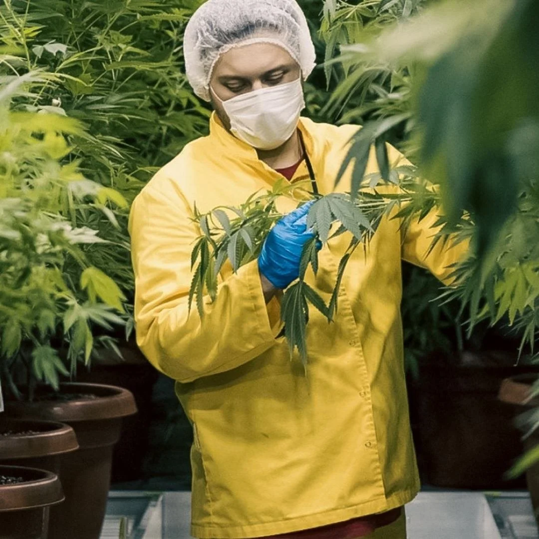 A person wearing a yellow lab coat, blue gloves, a white face mask, and a hairnet is inspecting cannabis plants in a Medicann growing facility