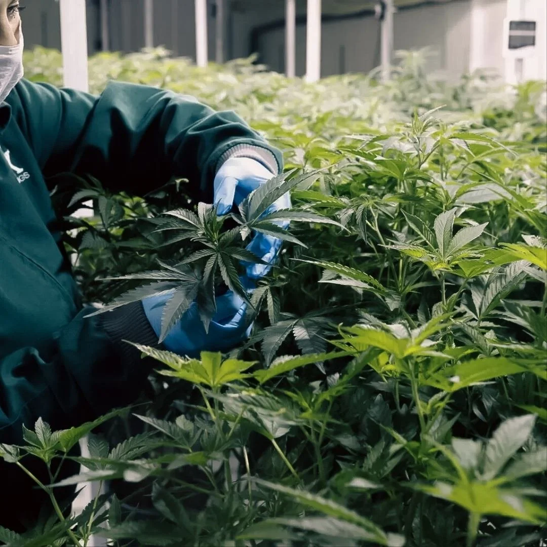 A person wearing gloves and a green jacket tending to cannabis plants in a n a Medicann growing facility