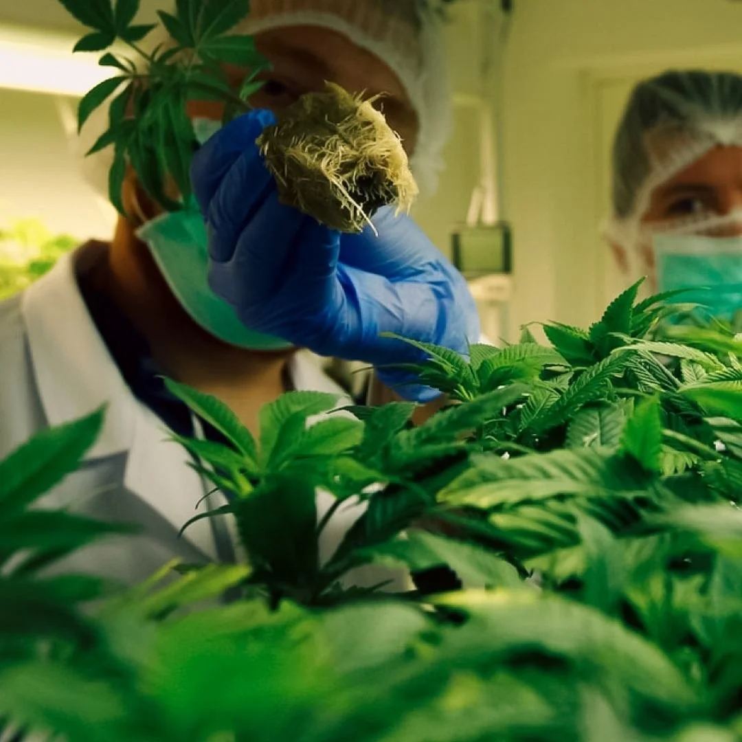 Scientists in a Medicann lab examining a cannabis plant, with one scientist holding a bud close to the camera and another working nearby, all wearing masks and gloves.