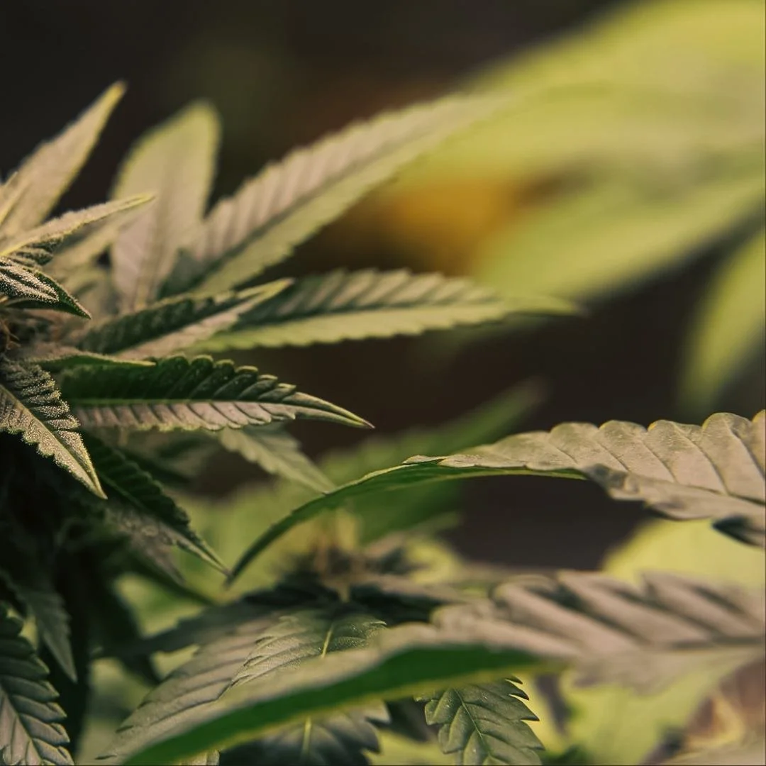 Close-up of green cannabis plant leaves in a Medicann growing facility, showing detailed serrated leaf edges.