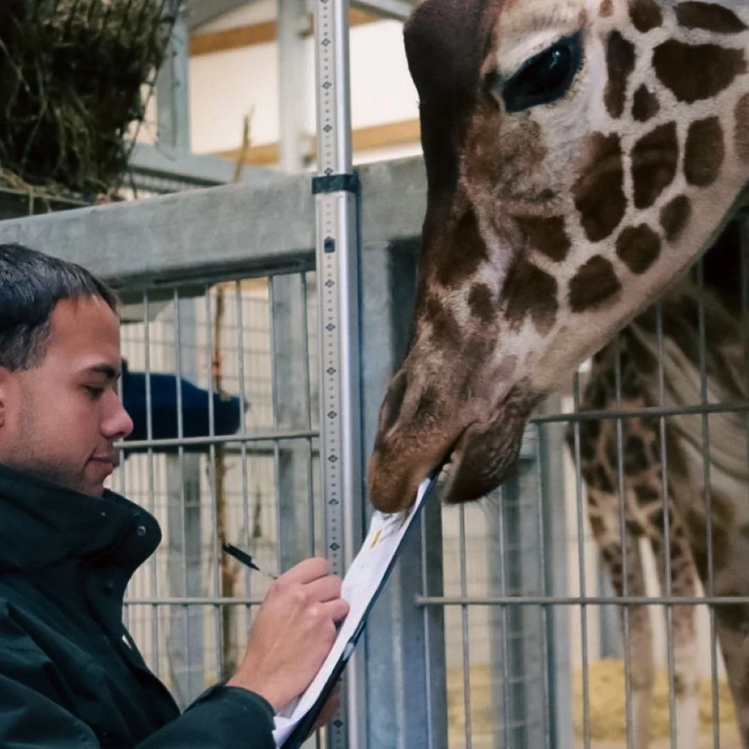 A Zookeeper at Yorkshire Wildlife Park in Doncaster, in a black jacket writing on a clipboard, feeding a giraffe leaning its head over a large metal fence - with a videographer partially visible in the shot.