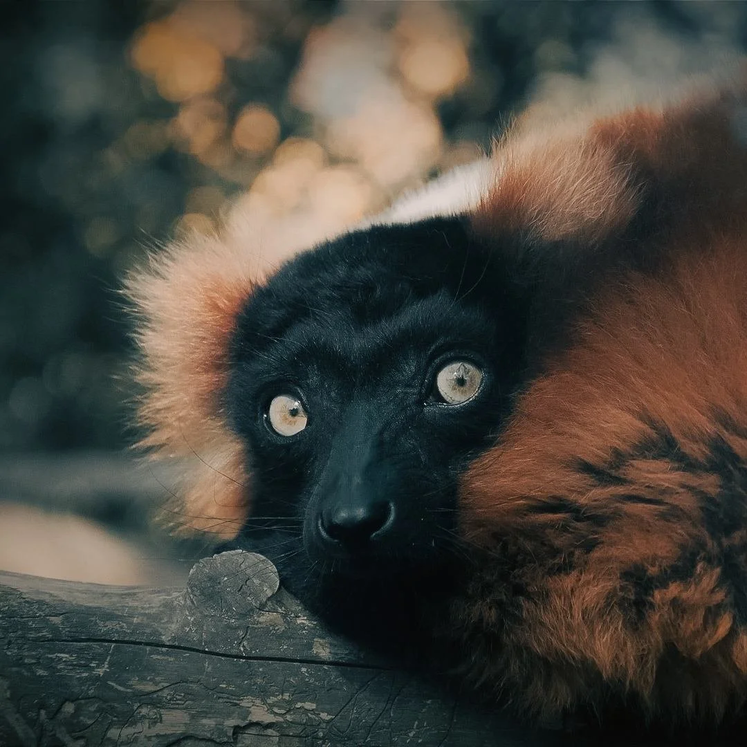 Close-up of a black-maned red ruffed lemur resting its head on a log, with a blurred background of sunlight filtering through foliage - with a videographer from Soul Revolution festival partially visible in the background.