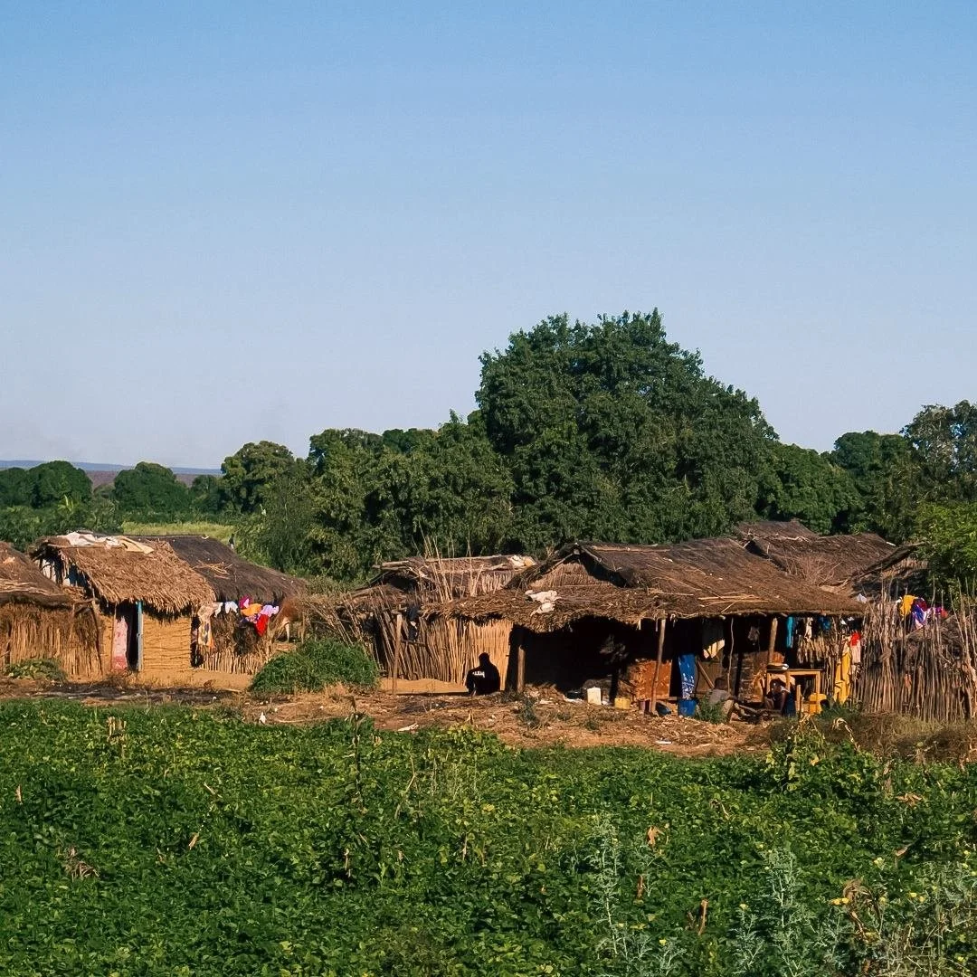 Rural village with small thatched-roof huts surrounded by green vegetation and a few large trees under a clear sky.