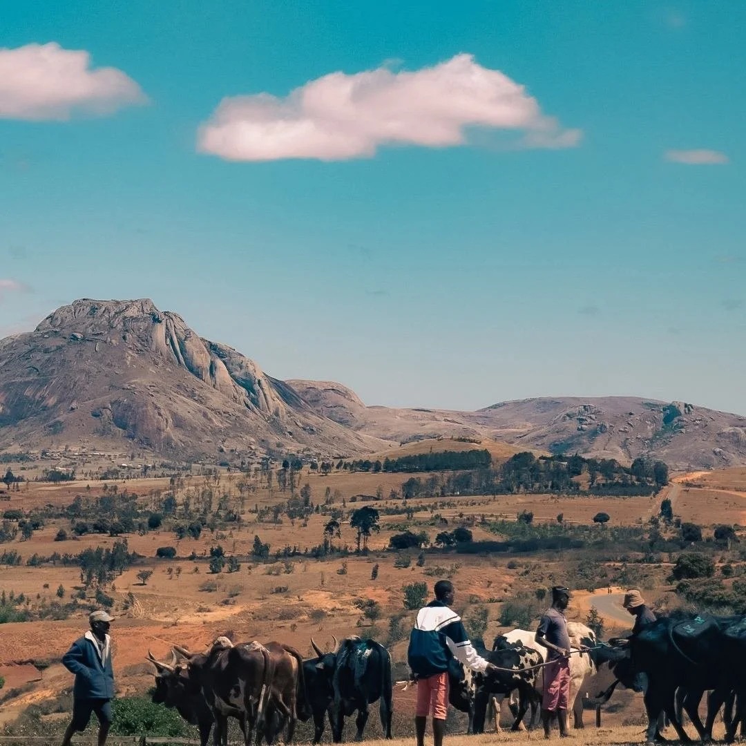 People herding cows across a dry landscape with mountains and sparse trees in the background under a blue sky with a few clouds.